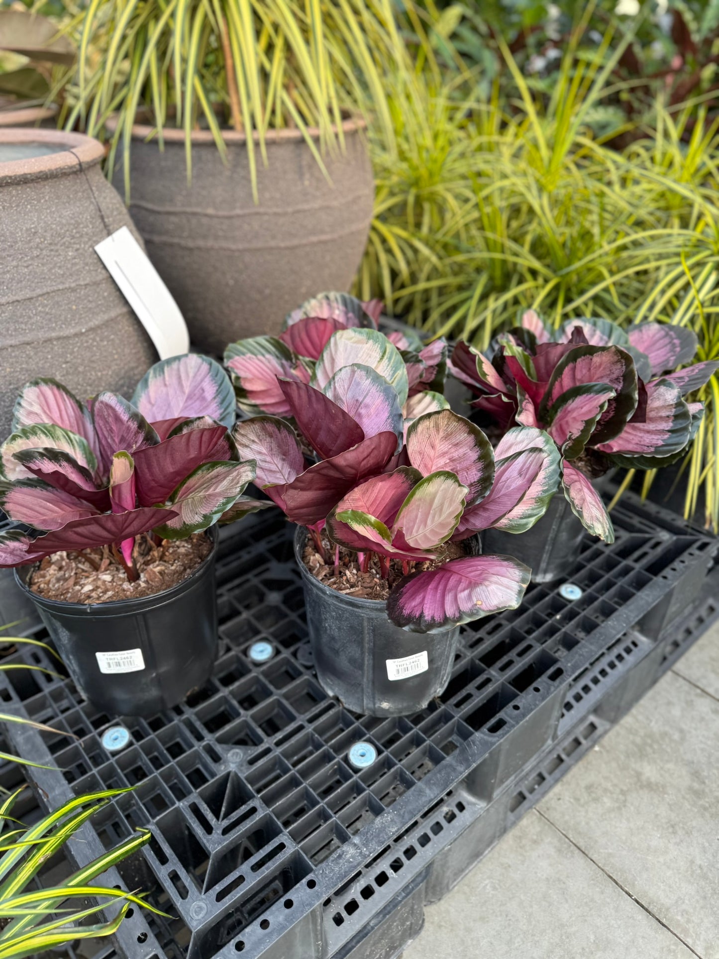 Calathea Small Pack Bundle