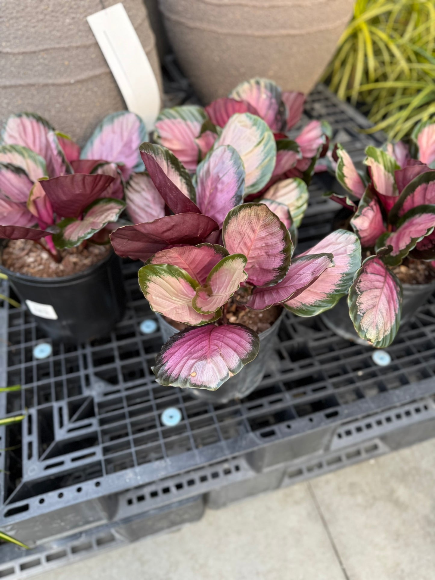 Calathea Small Pack Bundle