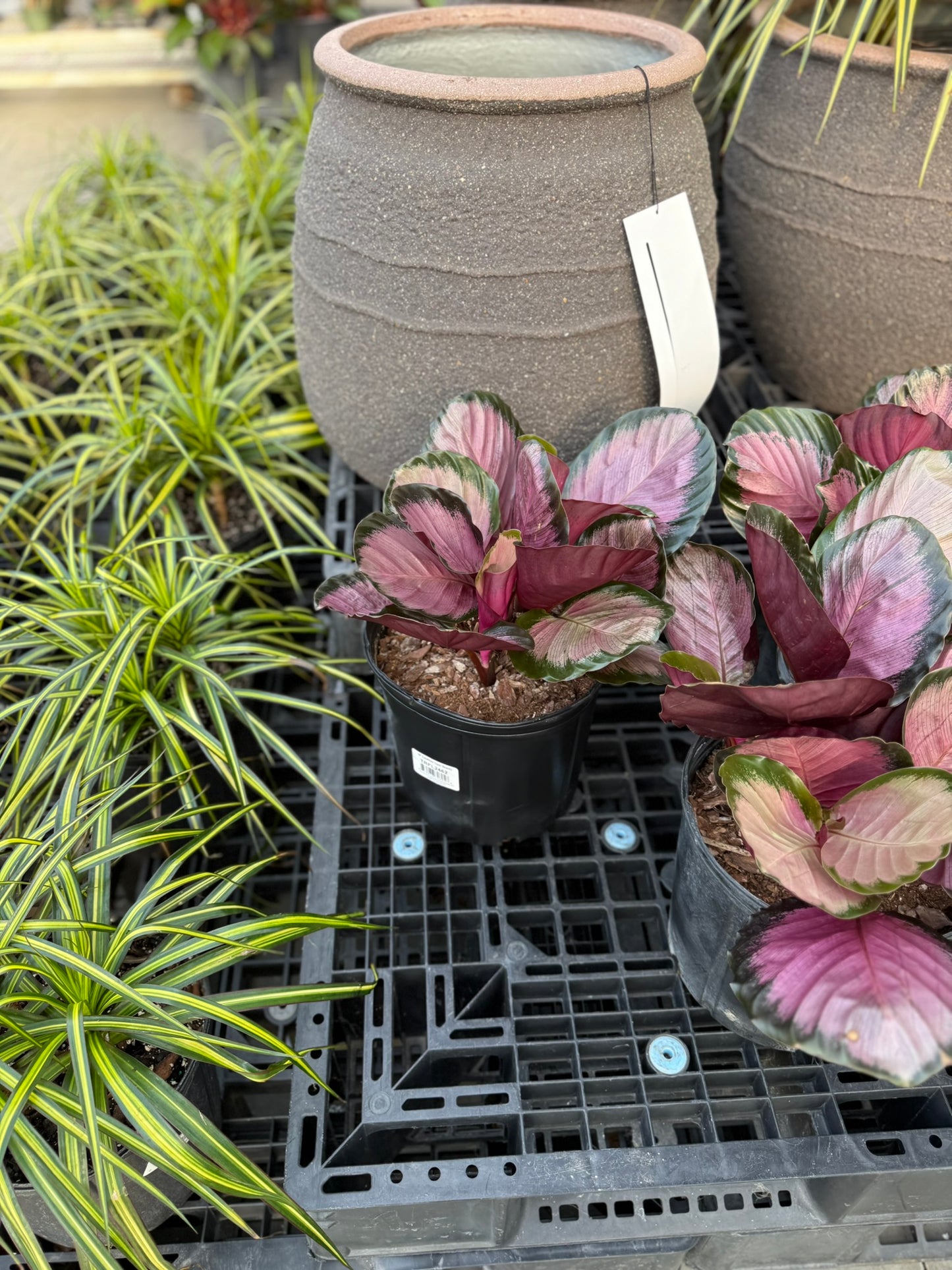 Calathea Small Pack Bundle
