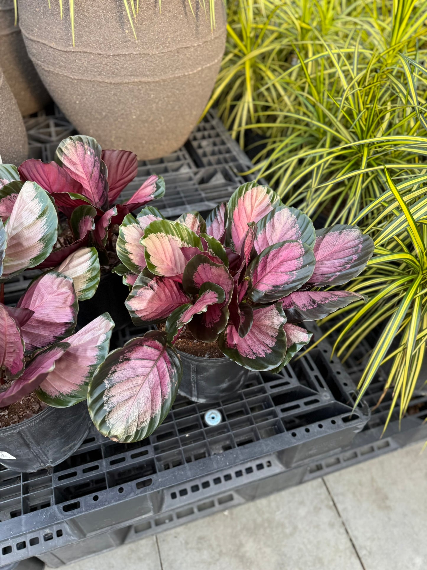 Calathea Small Pack Bundle