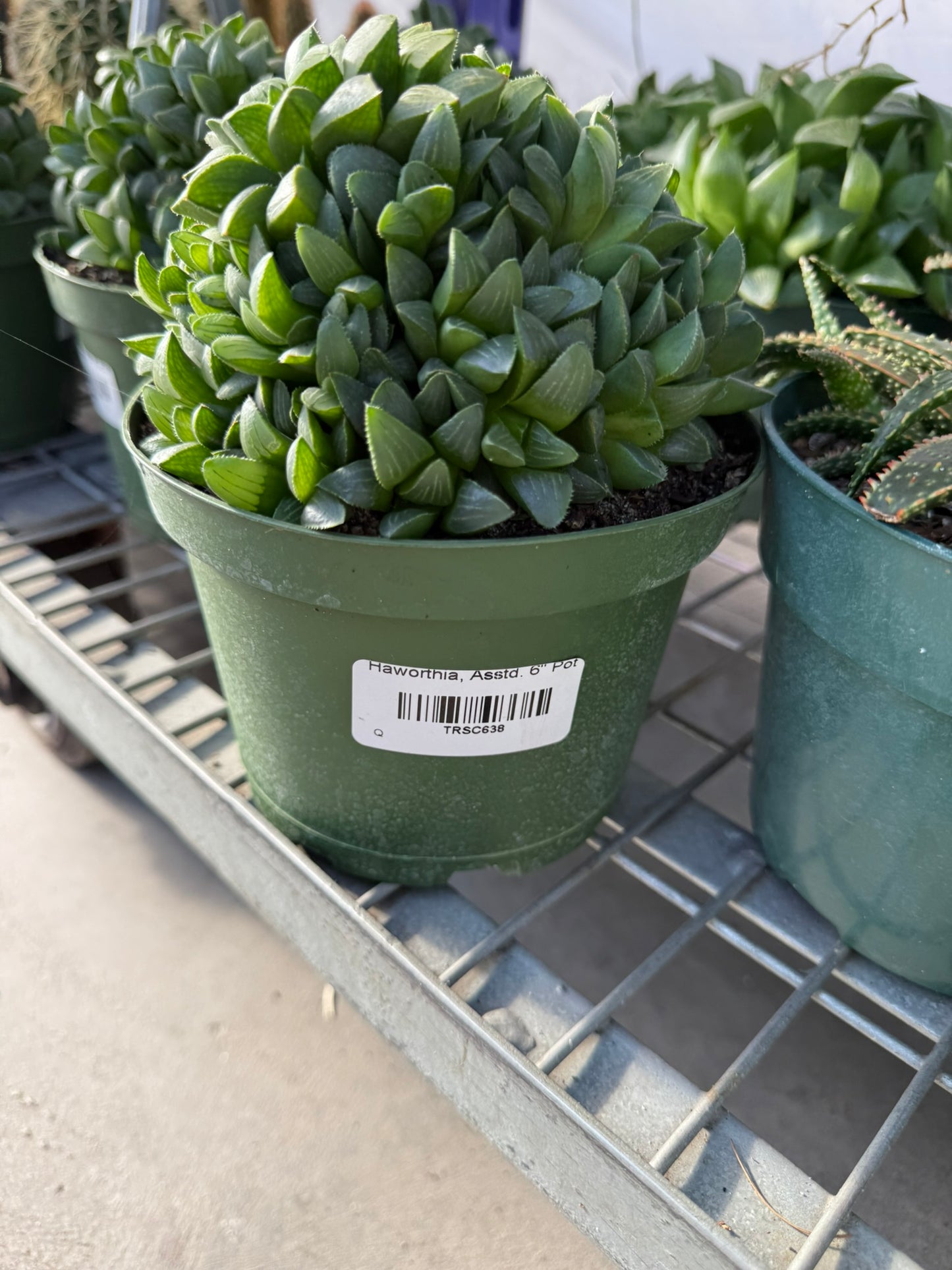 RedCrocus Assorted Haworthia Succulents- Easy-Care Indoor Plant for Windowsills, Cacti & Rock Gardens, Pet-Friendly, Low Maintenance, Green Fleshy Leaves 6" Pot