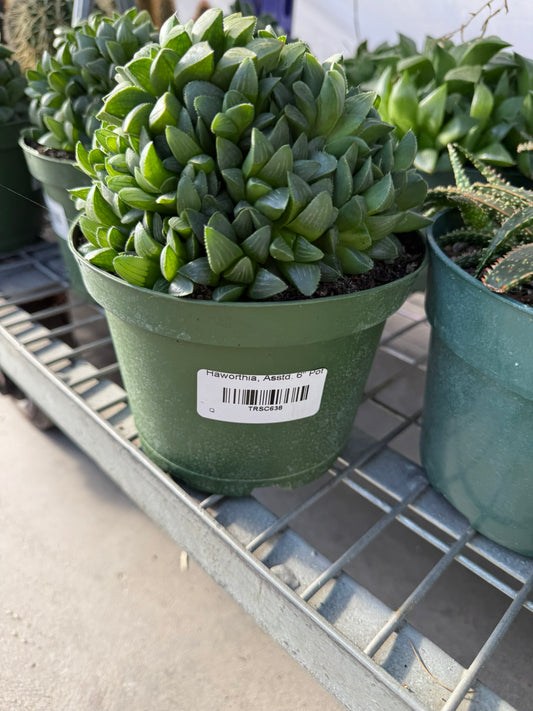Assorted Haworthia Succulent - Indoor Houseplant, Low Maintenance, Pet Safe for Office & Decor  6" Pot