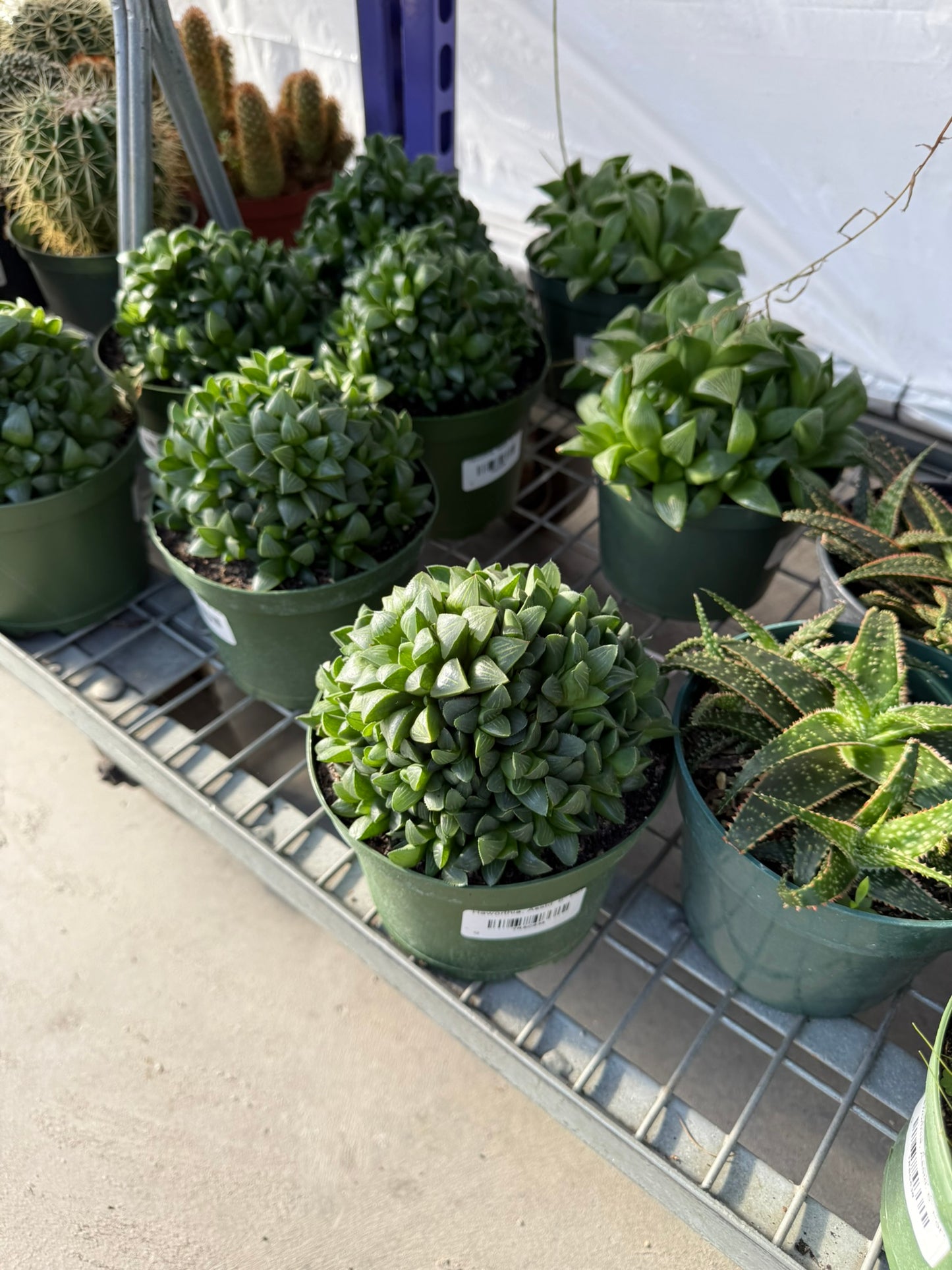 RedCrocus Assorted Haworthia Succulents- Easy-Care Indoor Plant for Windowsills, Cacti & Rock Gardens, Pet-Friendly, Low Maintenance, Green Fleshy Leaves 6" Pot