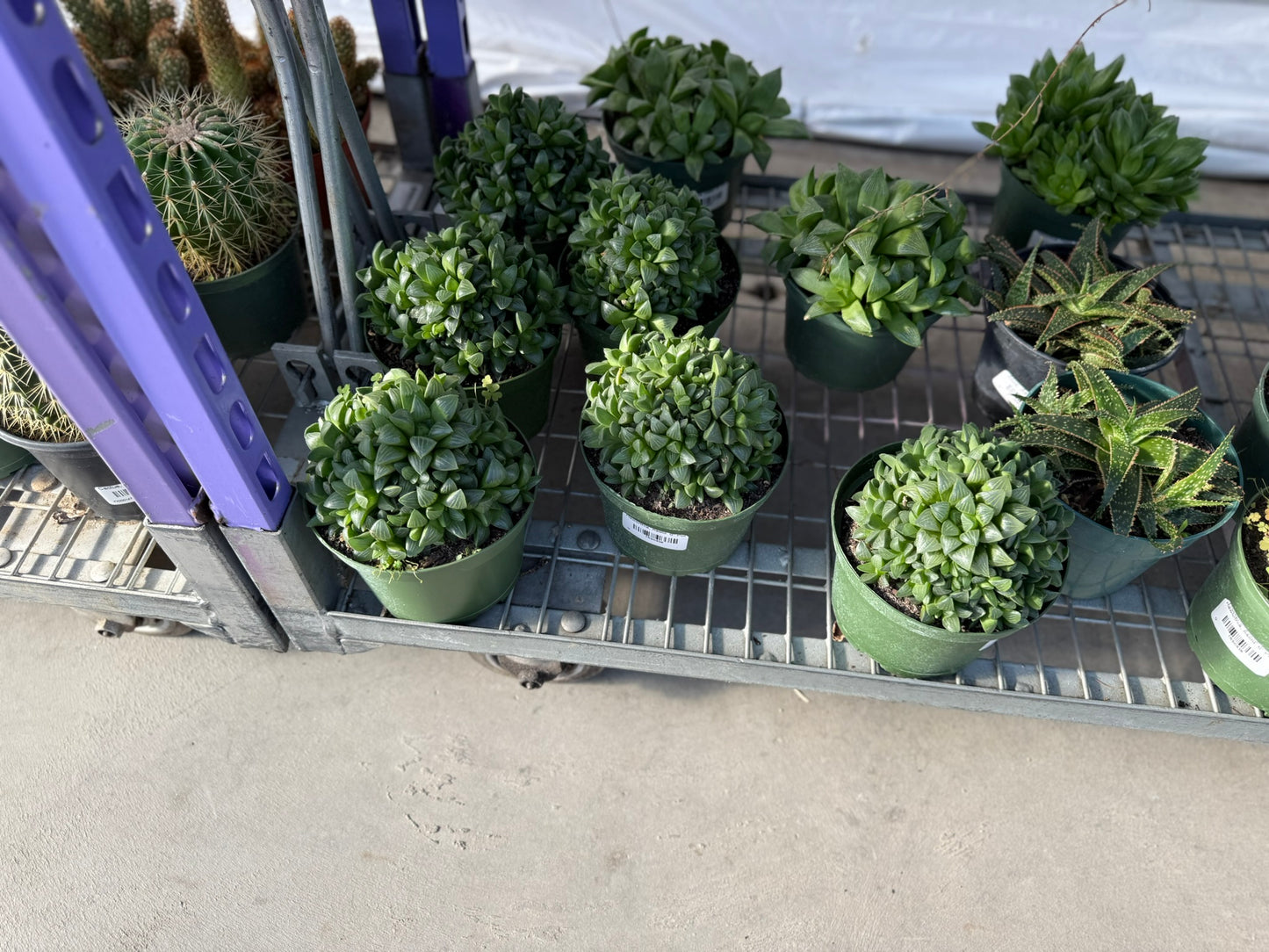 RedCrocus Assorted Haworthia Succulents- Easy-Care Indoor Plant for Windowsills, Cacti & Rock Gardens, Pet-Friendly, Low Maintenance, Green Fleshy Leaves 6" Pot