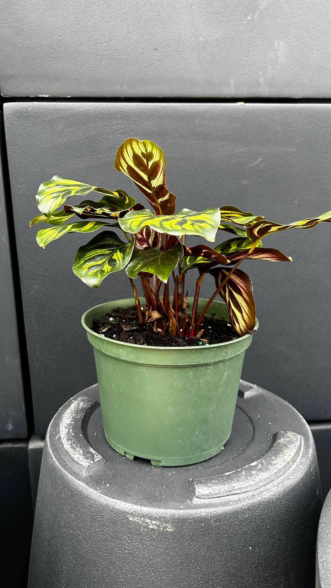 Peacock Plant–Calathea makoyana–Air Purifying Indoor Plant  6" Pot