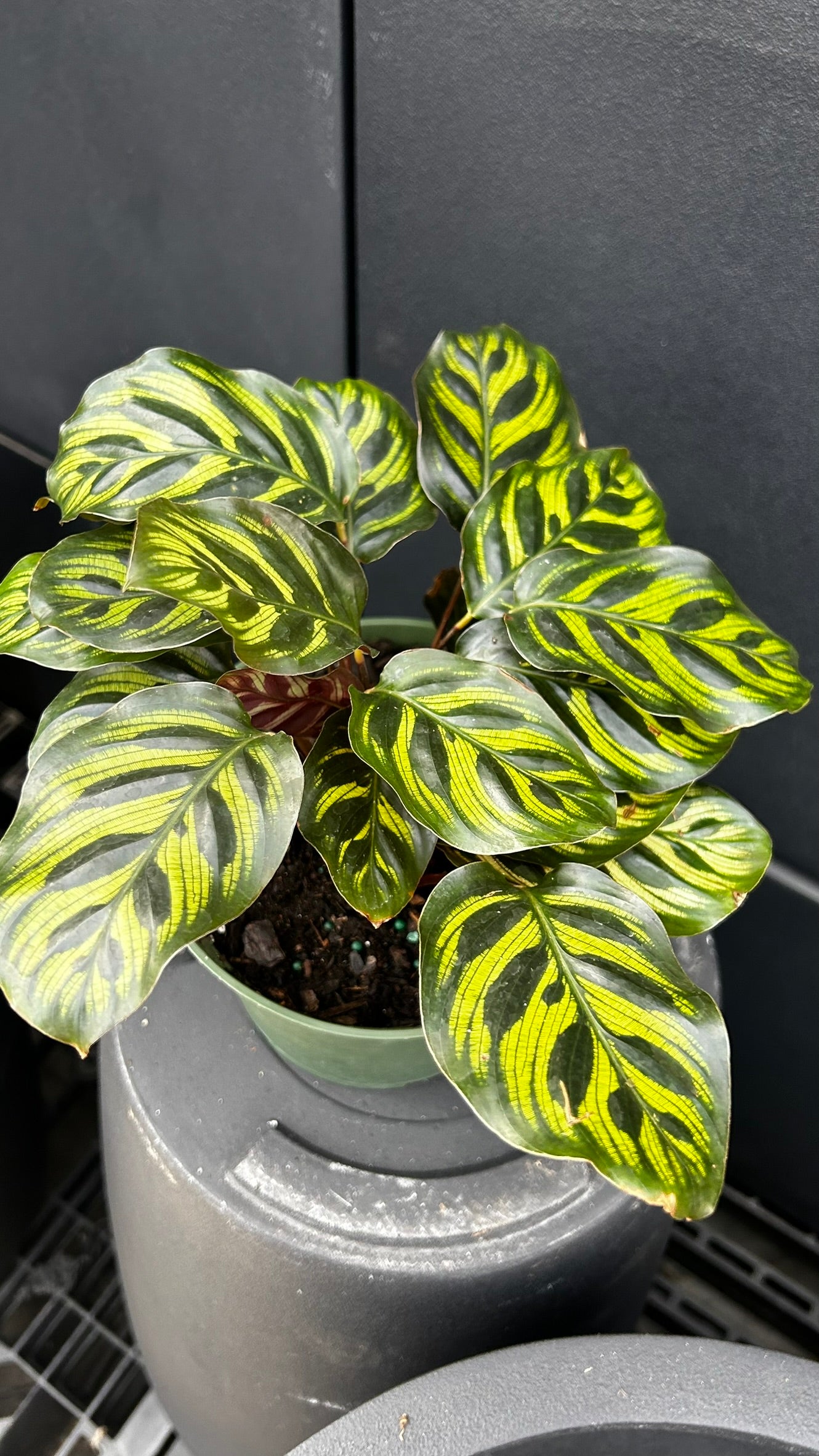 Peacock Plant–Calathea makoyana–Air Purifying Indoor Plant  6" Pot