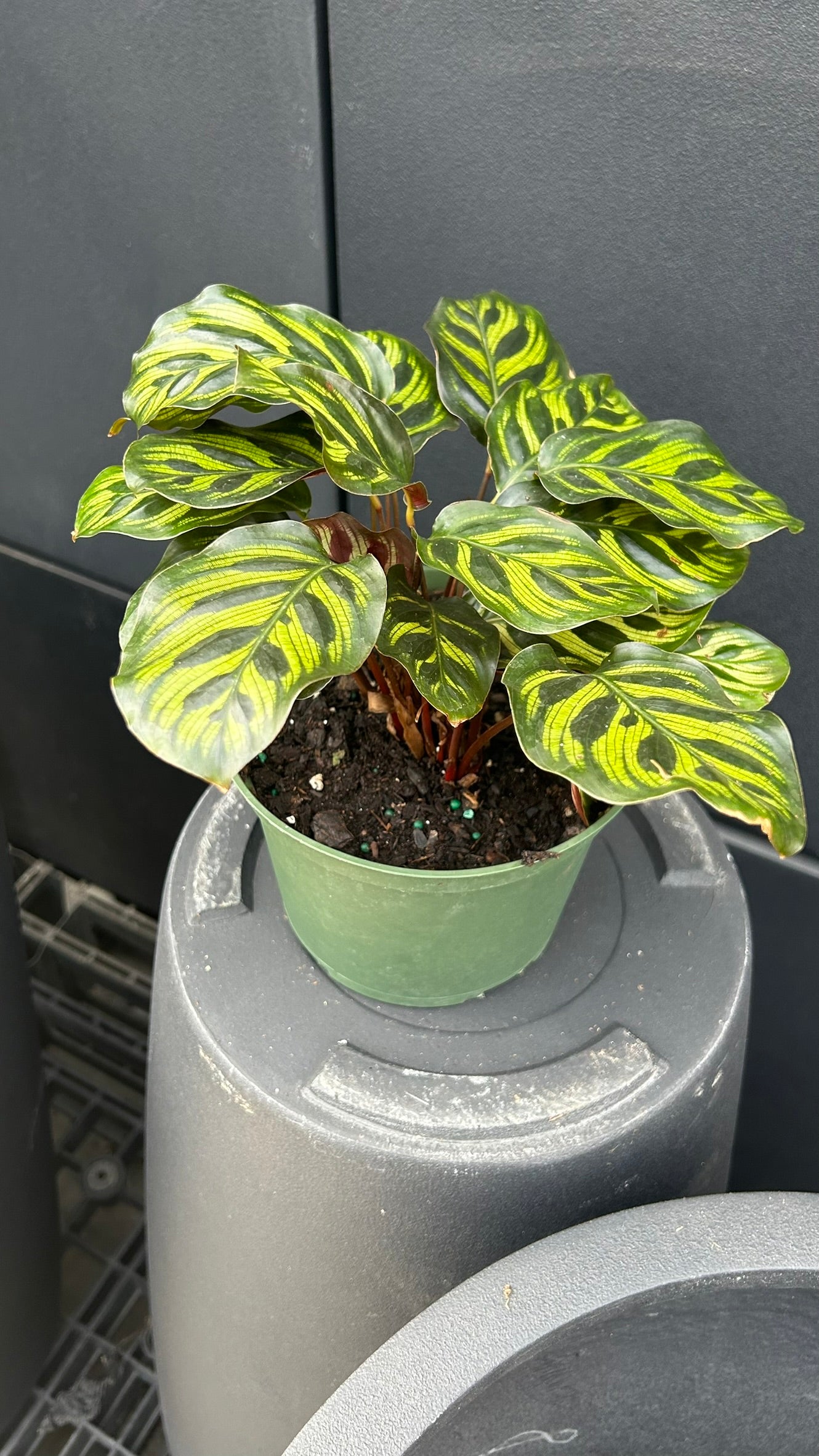 Peacock Plant–Calathea makoyana–Air Purifying Indoor Plant  6" Pot