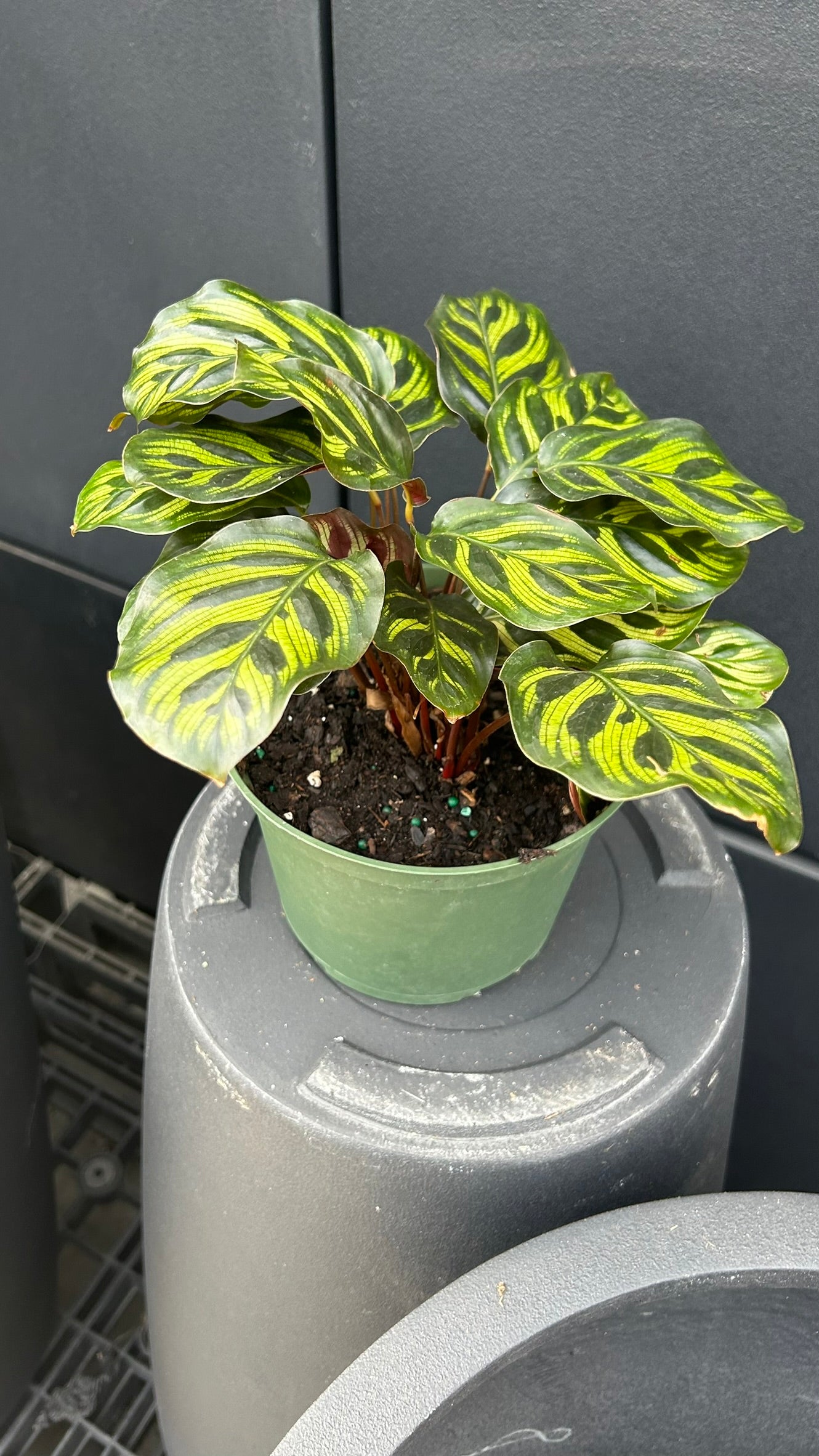 Peacock Plant–Calathea makoyana–Air Purifying Indoor Plant  6" Pot