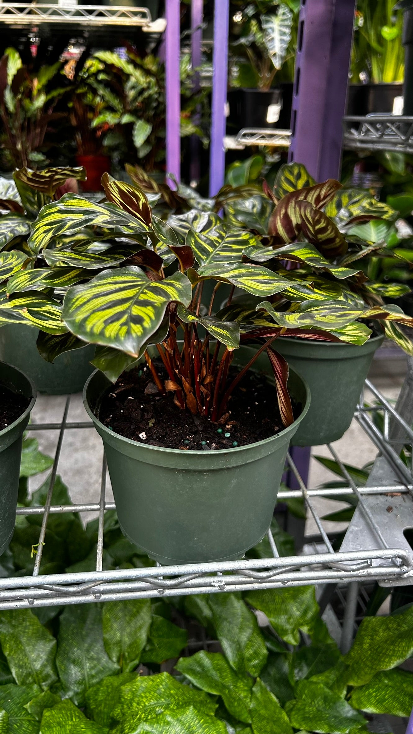 Peacock Plant–Calathea makoyana–Air Purifying Indoor Plant  6" Pot