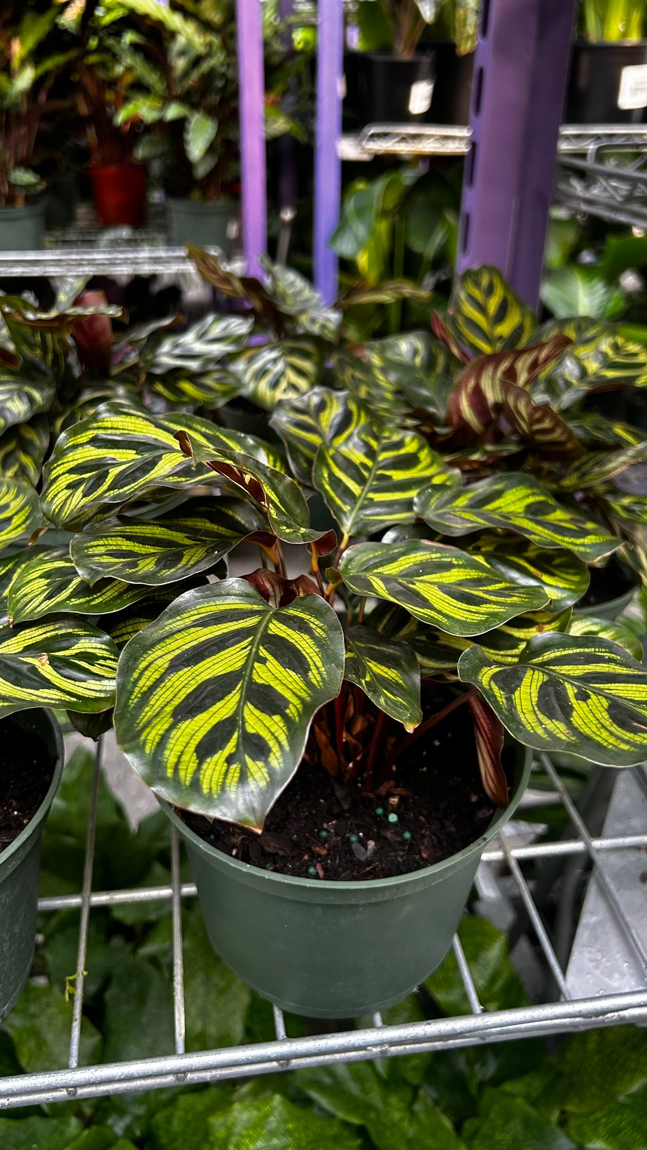 Peacock Plant–Calathea makoyana–Air Purifying Indoor Plant  6" Pot