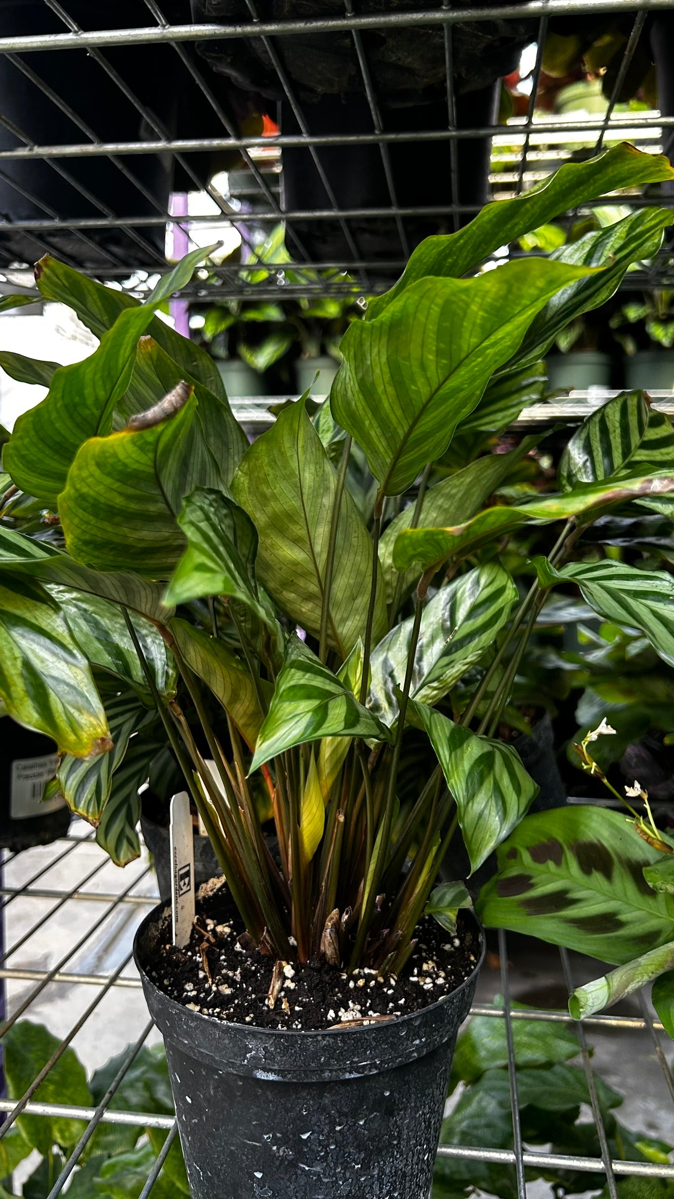 Freddie Prayer Plant–Calathea 'Freddie'–Non–toxic to pets  6" Pot