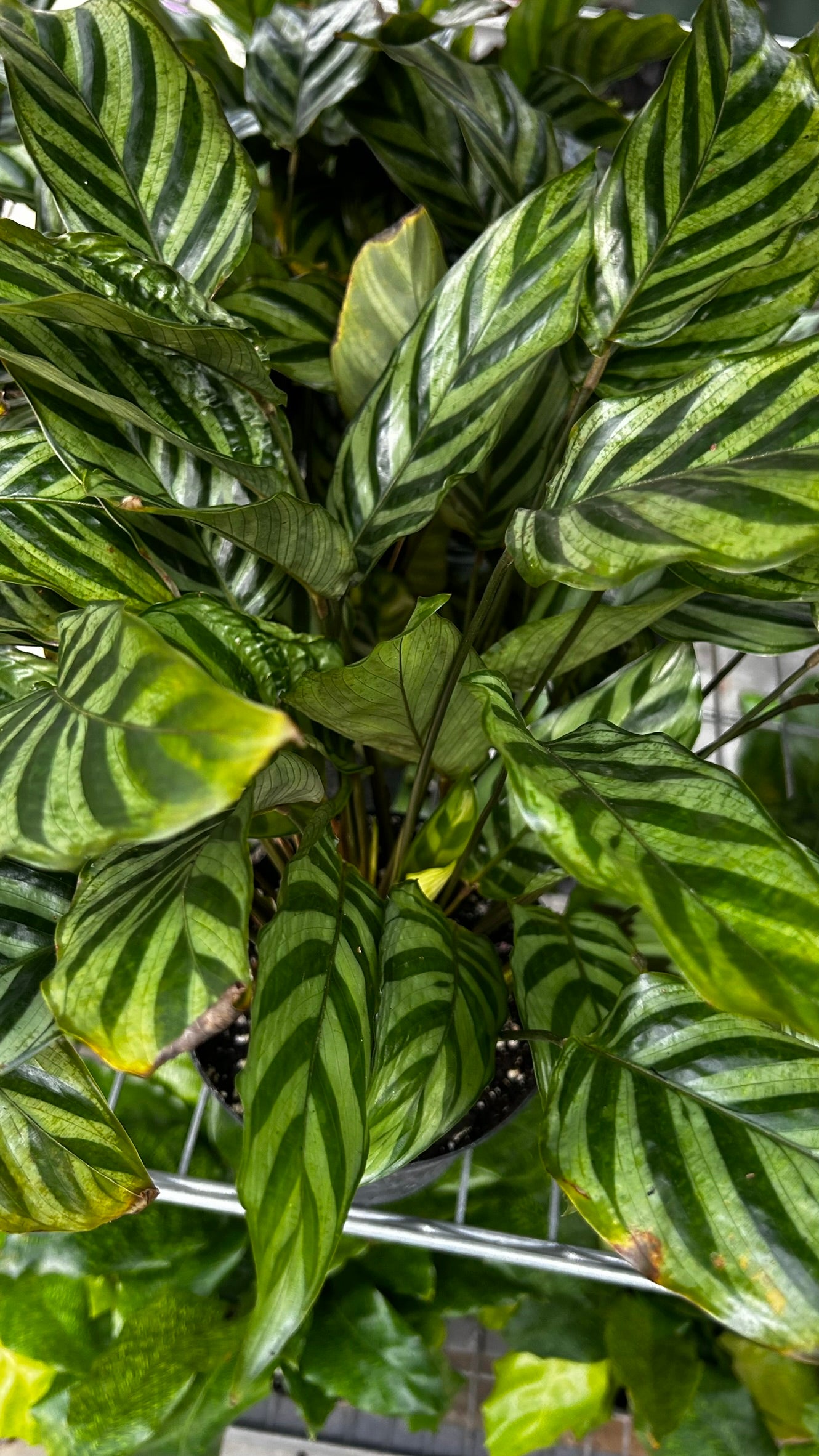 Freddie Prayer Plant–Calathea 'Freddie'–Non–toxic to pets  6" Pot