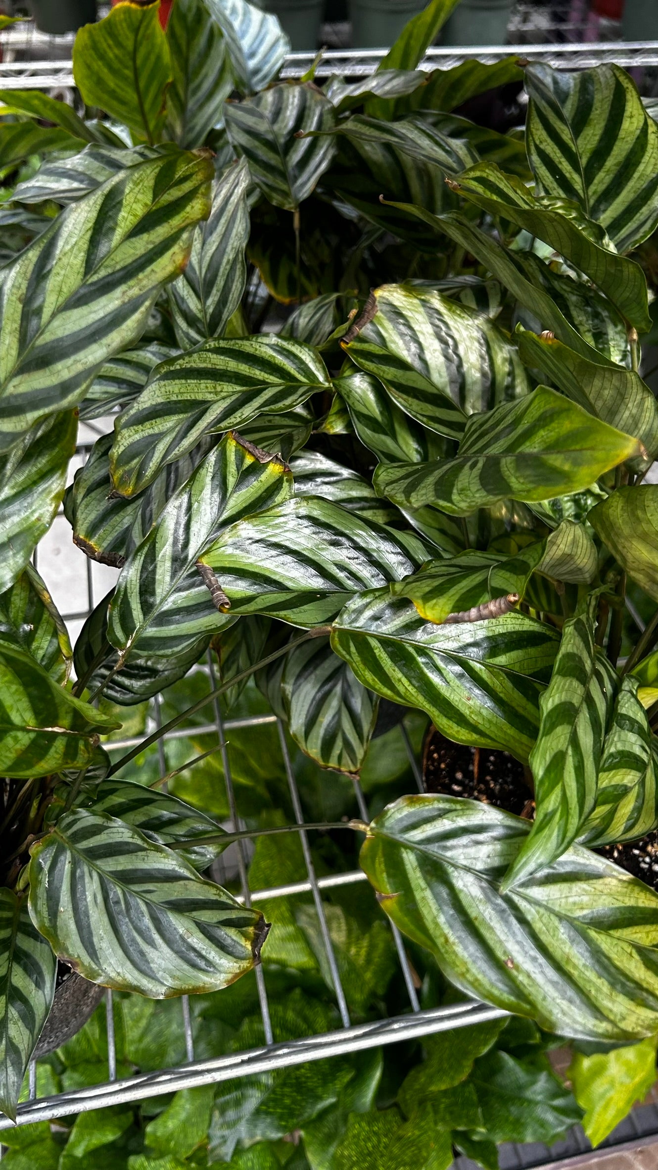 Freddie Prayer Plant–Calathea 'Freddie'–Non–toxic to pets  6" Pot