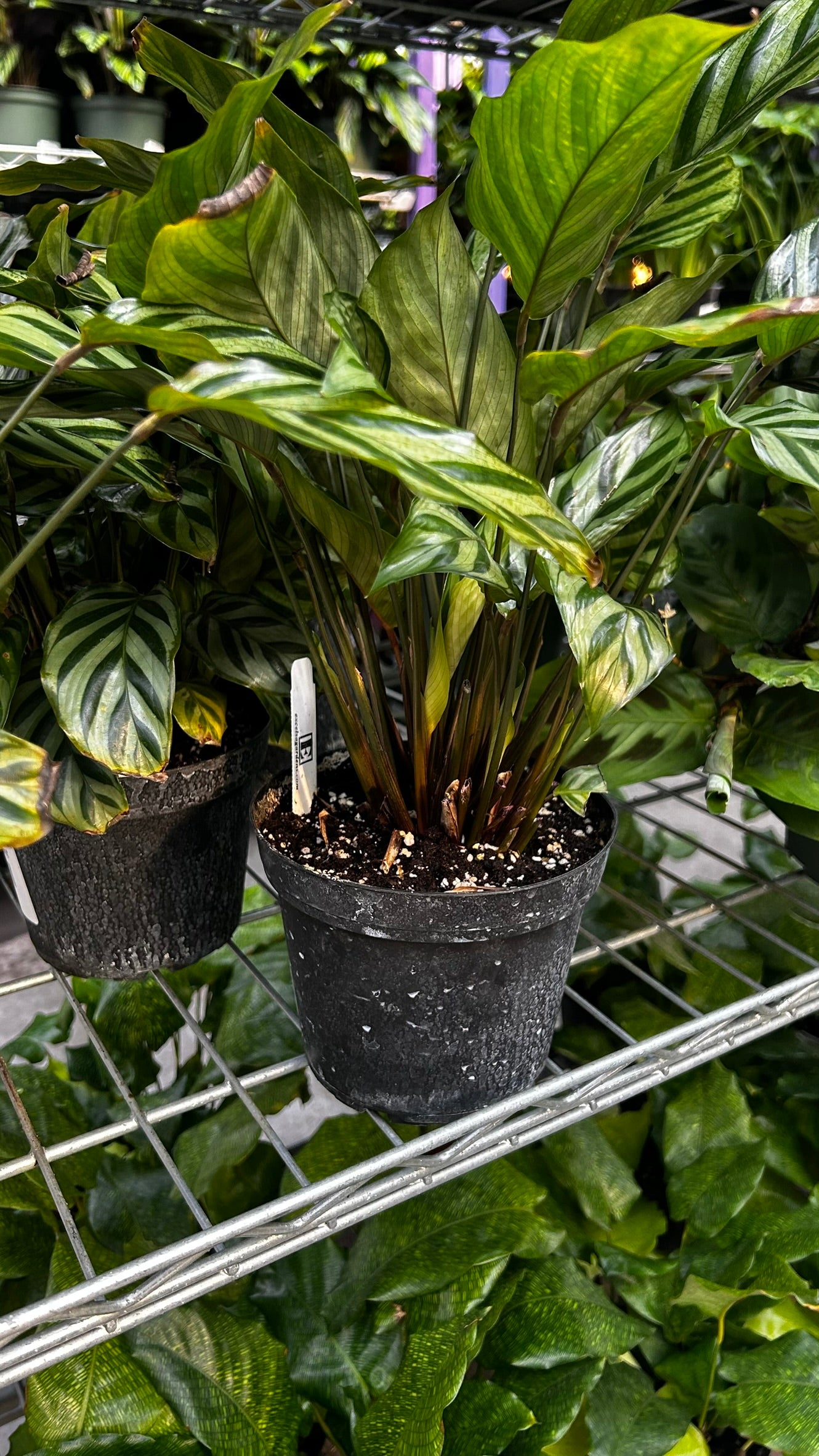 Freddie Prayer Plant–Calathea 'Freddie'–Non–toxic to pets  6" Pot