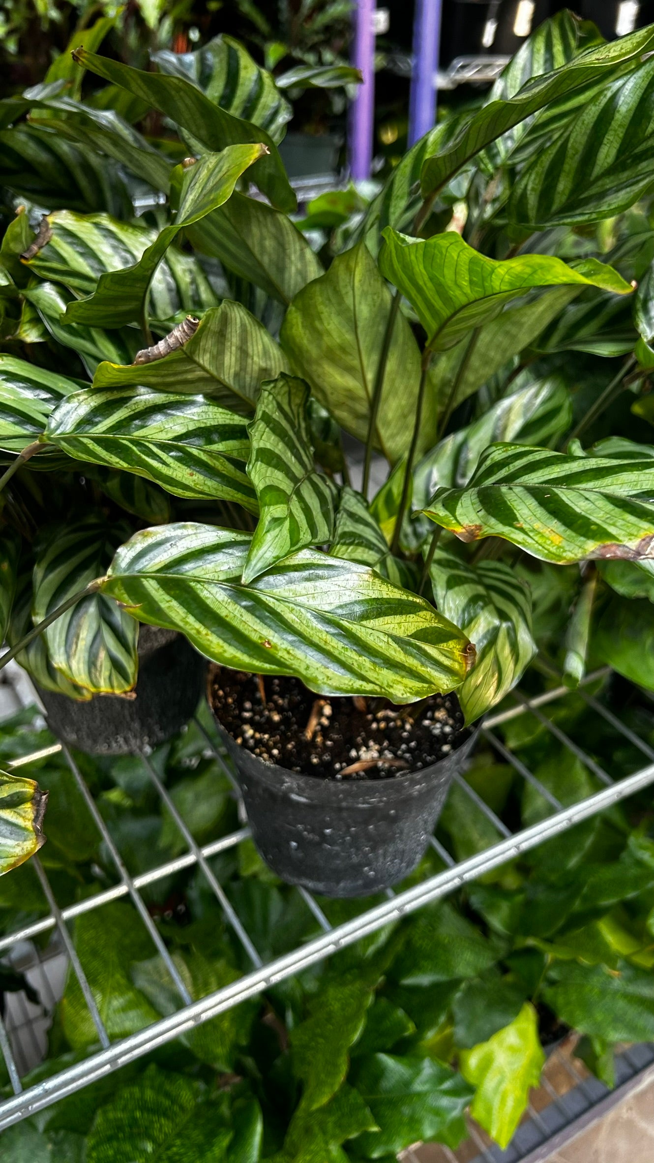 Freddie Prayer Plant–Calathea 'Freddie'–Non–toxic to pets  6" Pot