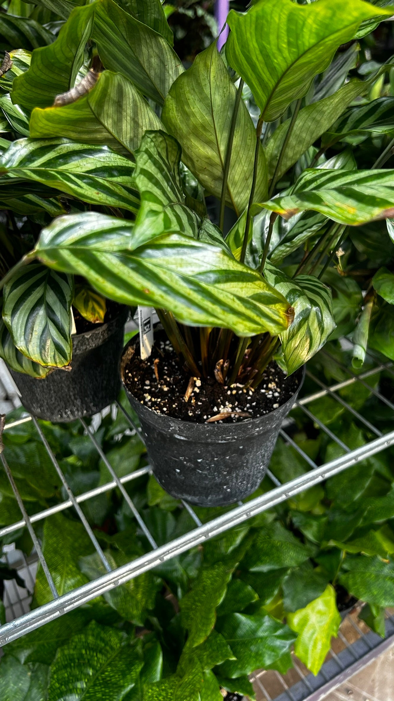 Freddie Prayer Plant–Calathea 'Freddie'–Non–toxic to pets  6" Pot