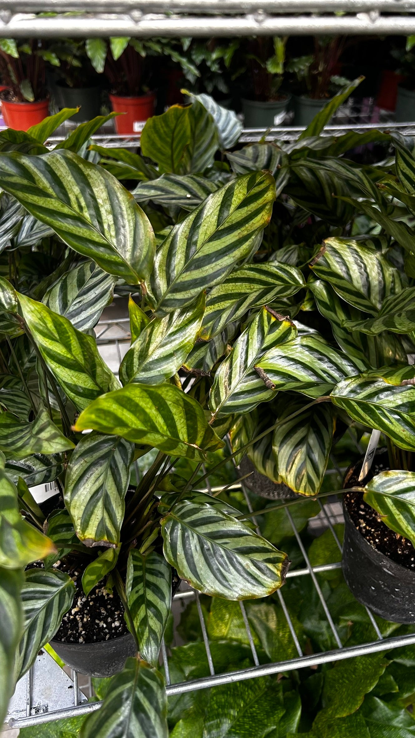Freddie Prayer Plant–Calathea 'Freddie'–Non–toxic to pets  6" Pot