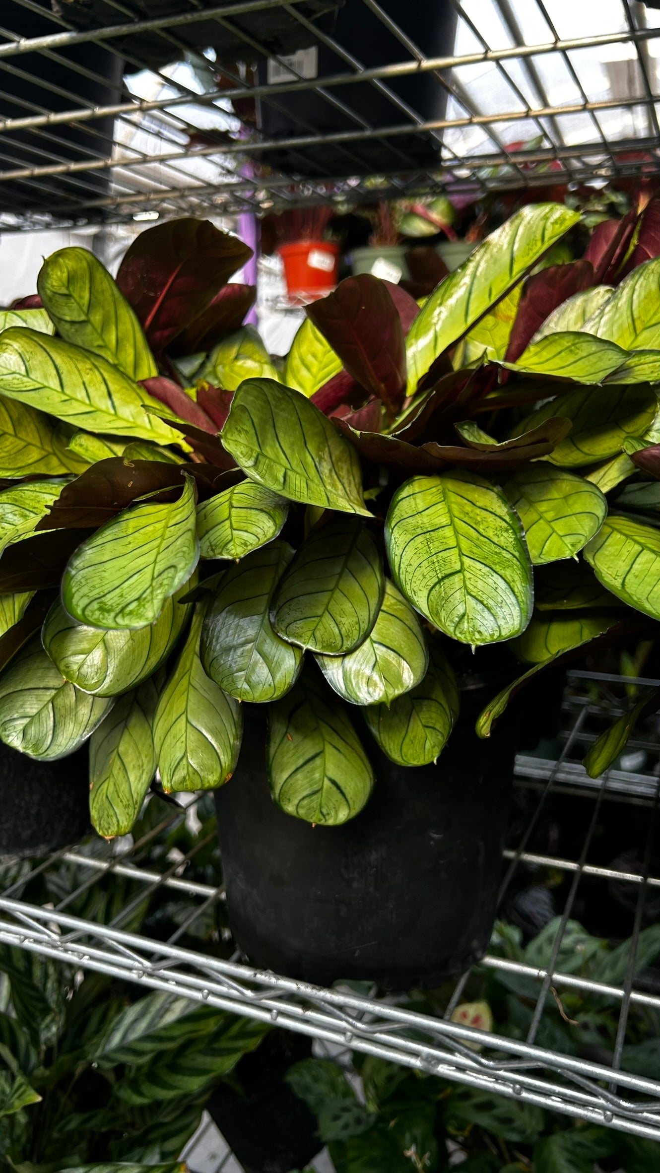 Golden Mosaic Plant- Ctenanthe lubbersiana- Tropical Indoor & Outdoor Foliage Plant, Bright Variegated Leaves, Pet Friendly, Easy Care 8" Pot