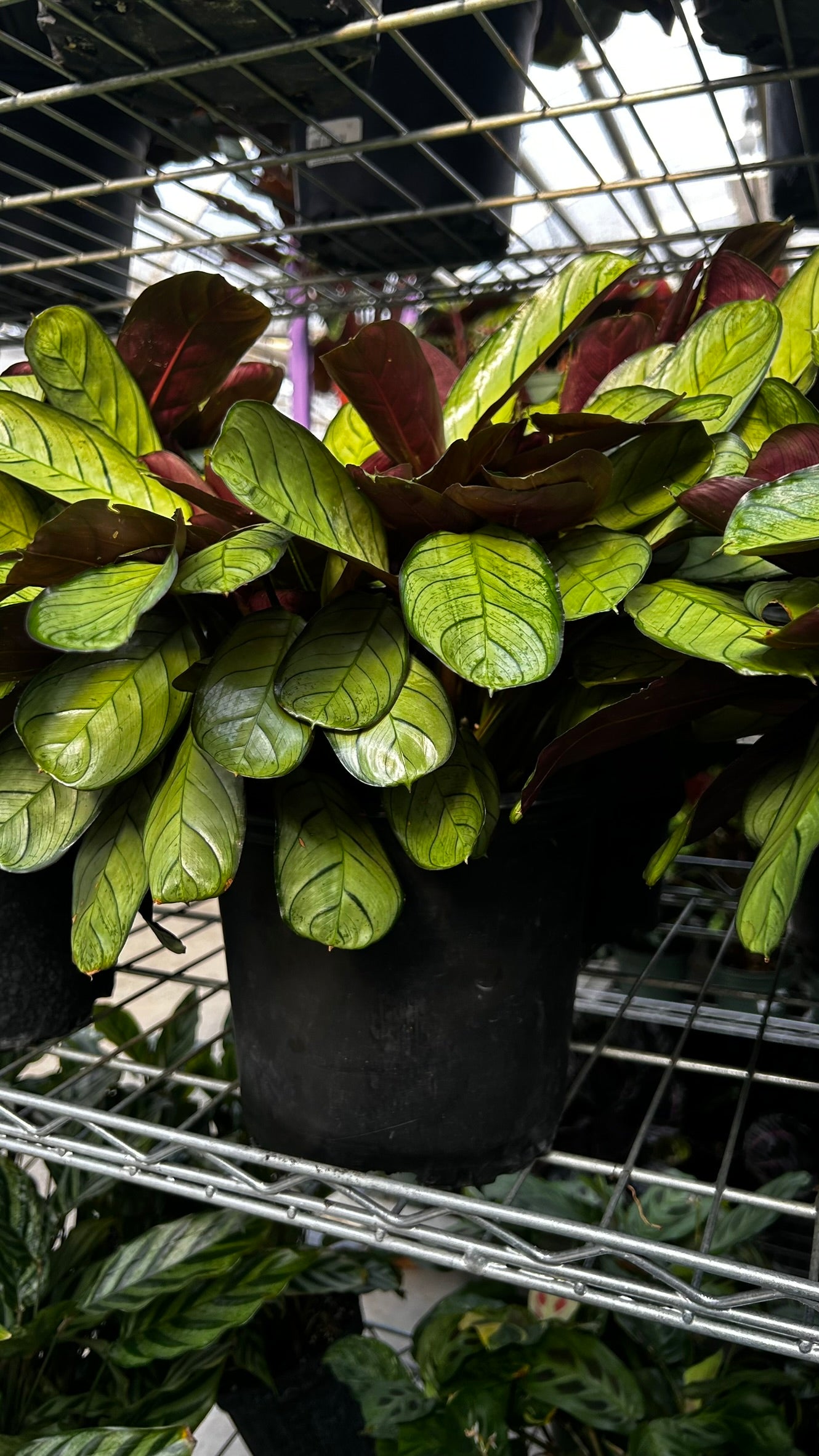Golden Mosaic Plant- Ctenanthe lubbersiana- Tropical Indoor & Outdoor Foliage Plant, Bright Variegated Leaves, Pet Friendly, Easy Care 8" Pot
