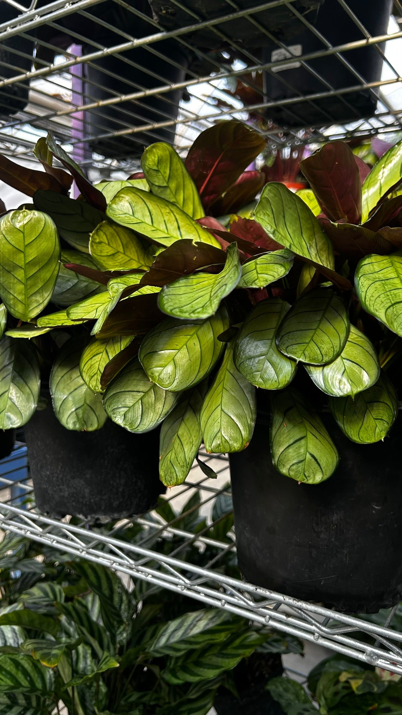 Golden Mosaic Plant- Ctenanthe lubbersiana- Tropical Indoor & Outdoor Foliage Plant, Bright Variegated Leaves, Pet Friendly, Easy Care 8" Pot