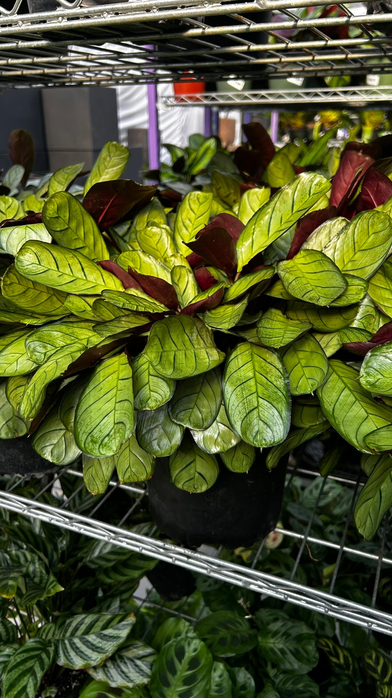 Golden Mosaic Plant- Ctenanthe lubbersiana- Tropical Indoor & Outdoor Foliage Plant, Bright Variegated Leaves, Pet Friendly, Easy Care 8" Pot
