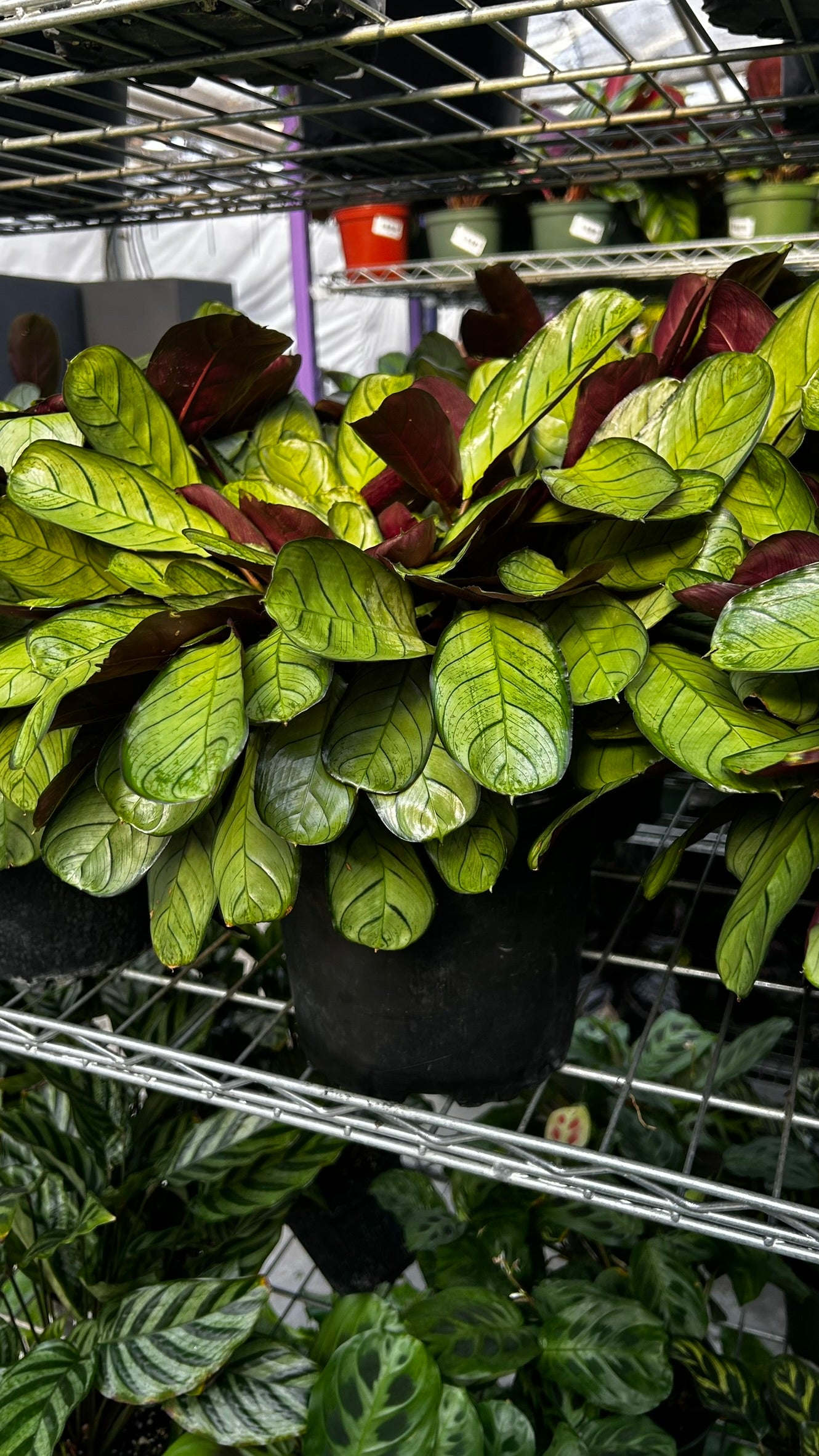 Golden Mosaic Plant- Ctenanthe lubbersiana- Tropical Indoor & Outdoor Foliage Plant, Bright Variegated Leaves, Pet Friendly, Easy Care 8" Pot
