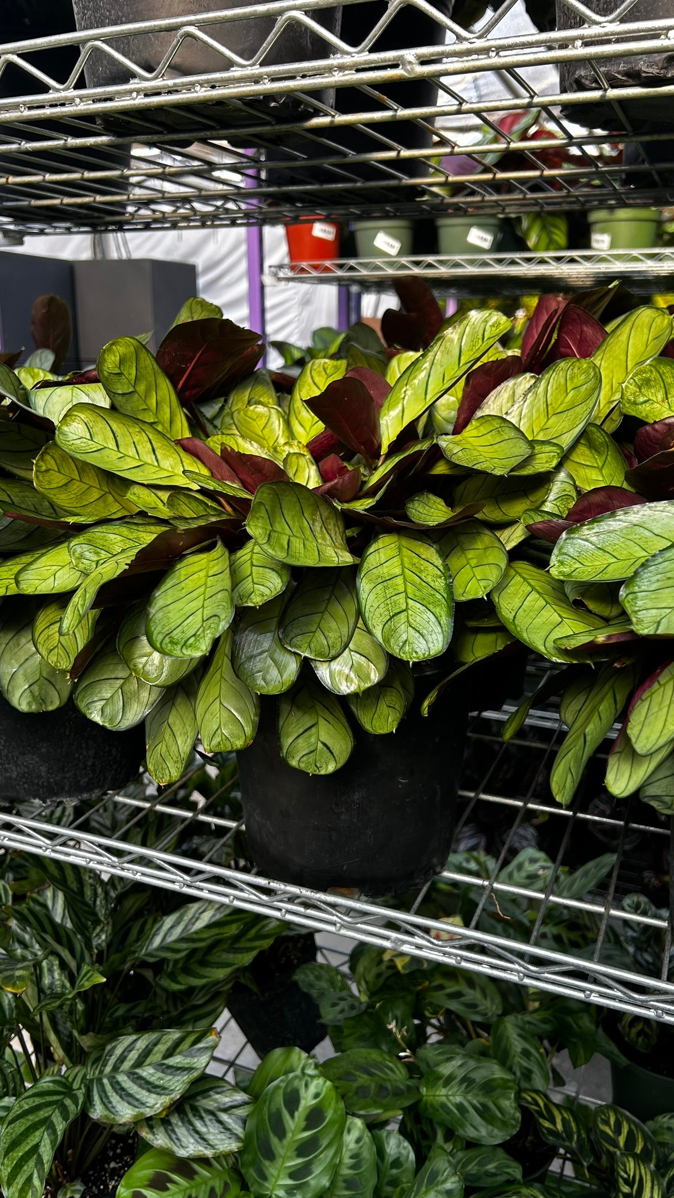Golden Mosaic Plant- Ctenanthe lubbersiana- Tropical Indoor & Outdoor Foliage Plant, Bright Variegated Leaves, Pet Friendly, Easy Care 8" Pot