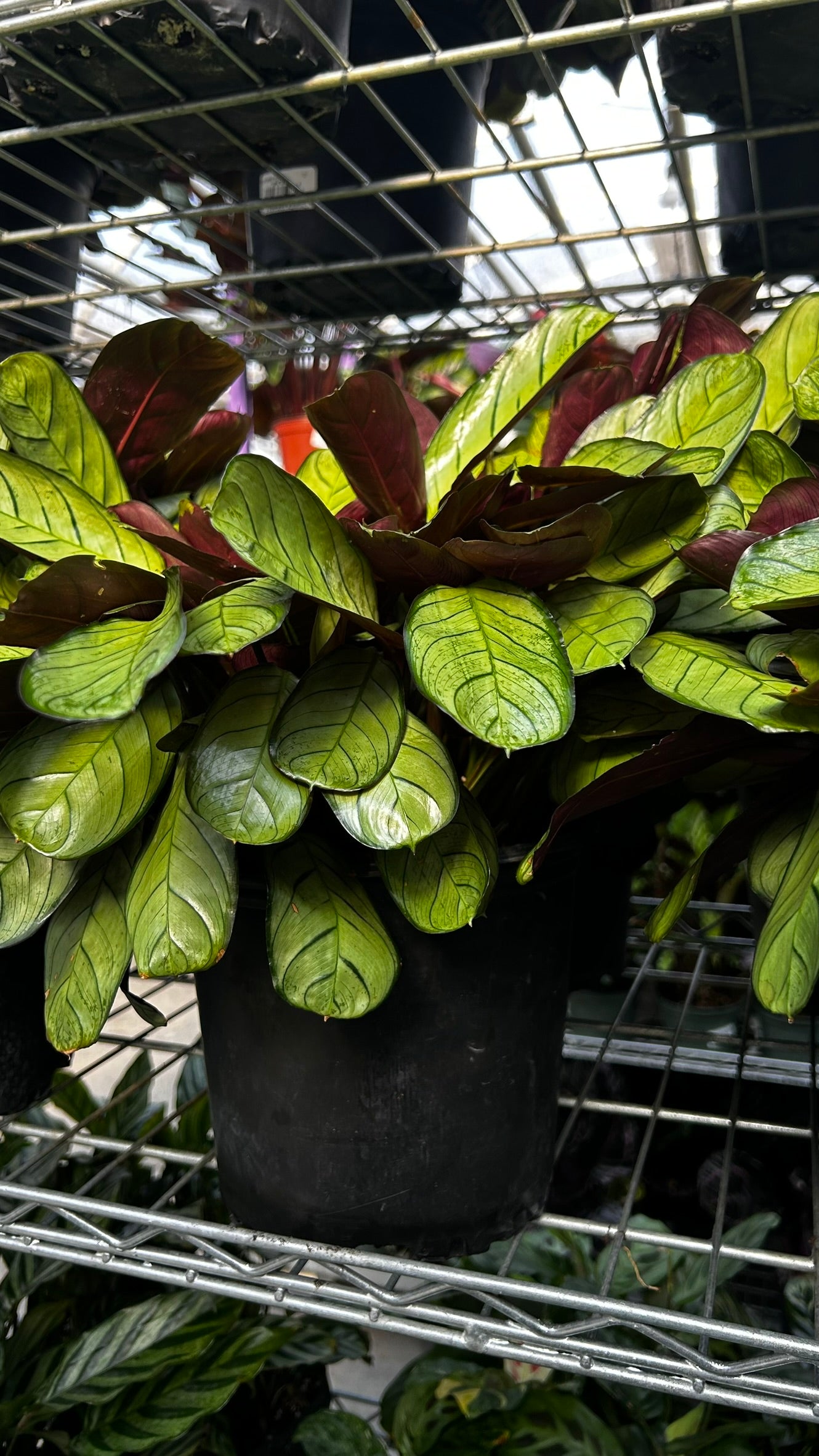 Golden Mosaic Plant- Ctenanthe lubbersiana- Tropical Indoor & Outdoor Foliage Plant, Bright Variegated Leaves, Pet Friendly, Easy Care 8" Pot