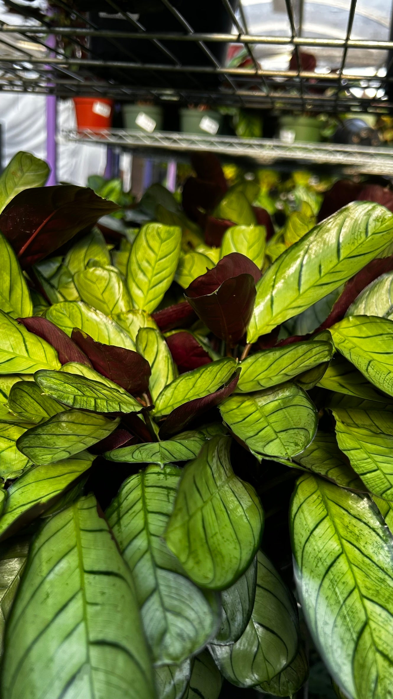 Golden Mosaic Plant- Ctenanthe lubbersiana- Tropical Indoor & Outdoor Foliage Plant, Bright Variegated Leaves, Pet Friendly, Easy Care 8" Pot