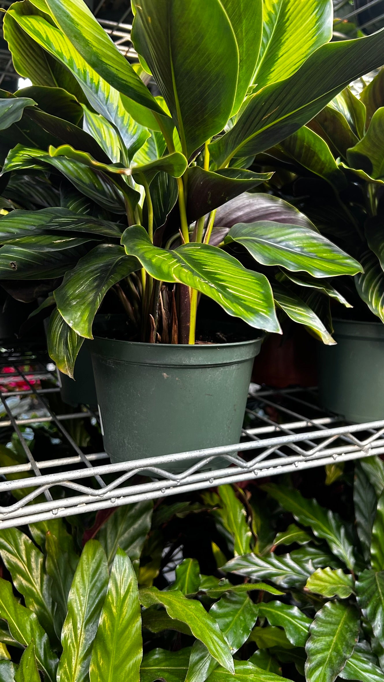 RedCrocus Beauty Star Prayer Plant Calathea ornata Indoor Foliage Decorative Houseplant Bright Indirect Light 6" Pot