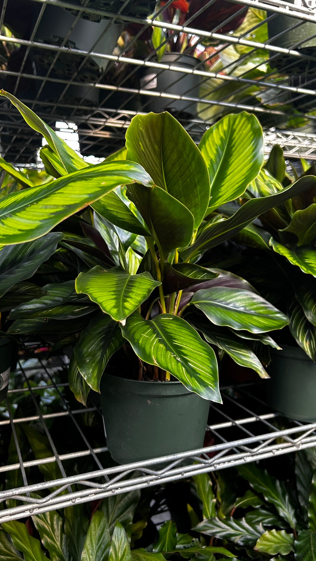 RedCrocus Beauty Star Prayer Plant Calathea ornata Indoor Foliage Decorative Houseplant Bright Indirect Light 6" Pot