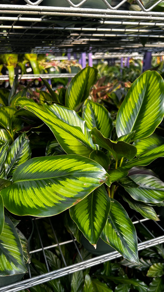 RedCrocus Beauty Star Prayer Plant Calathea ornata Indoor Foliage Decorative Houseplant Bright Indirect Light 6" Pot
