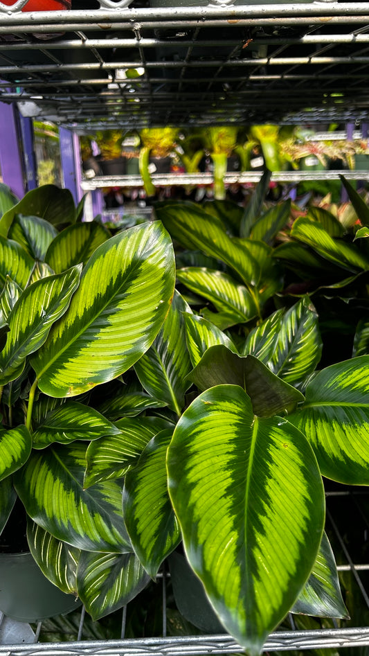 RedCrocus Beauty Star Prayer Plant Calathea ornata Indoor Foliage Decorative Houseplant Bright Indirect Light 6" Pot
