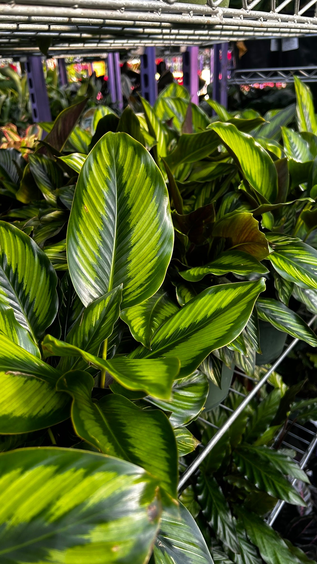 RedCrocus Beauty Star Prayer Plant Calathea ornata Indoor Foliage Decorative Houseplant Bright Indirect Light 6" Pot