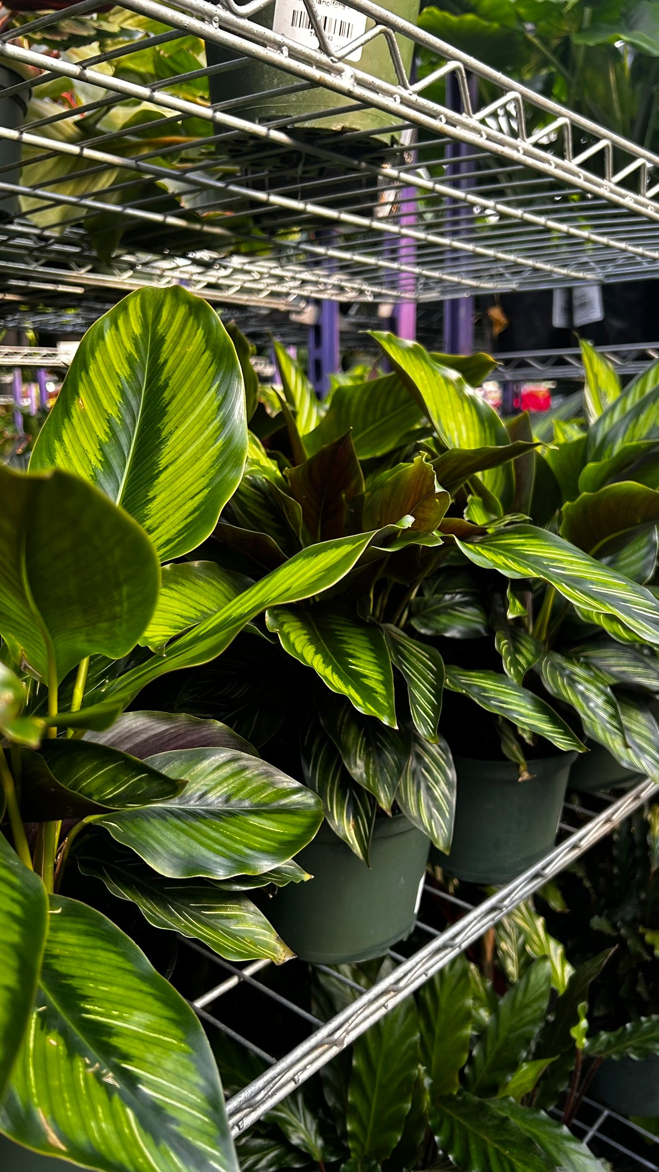 RedCrocus Beauty Star Prayer Plant Calathea ornata Indoor Foliage Decorative Houseplant Bright Indirect Light 6" Pot