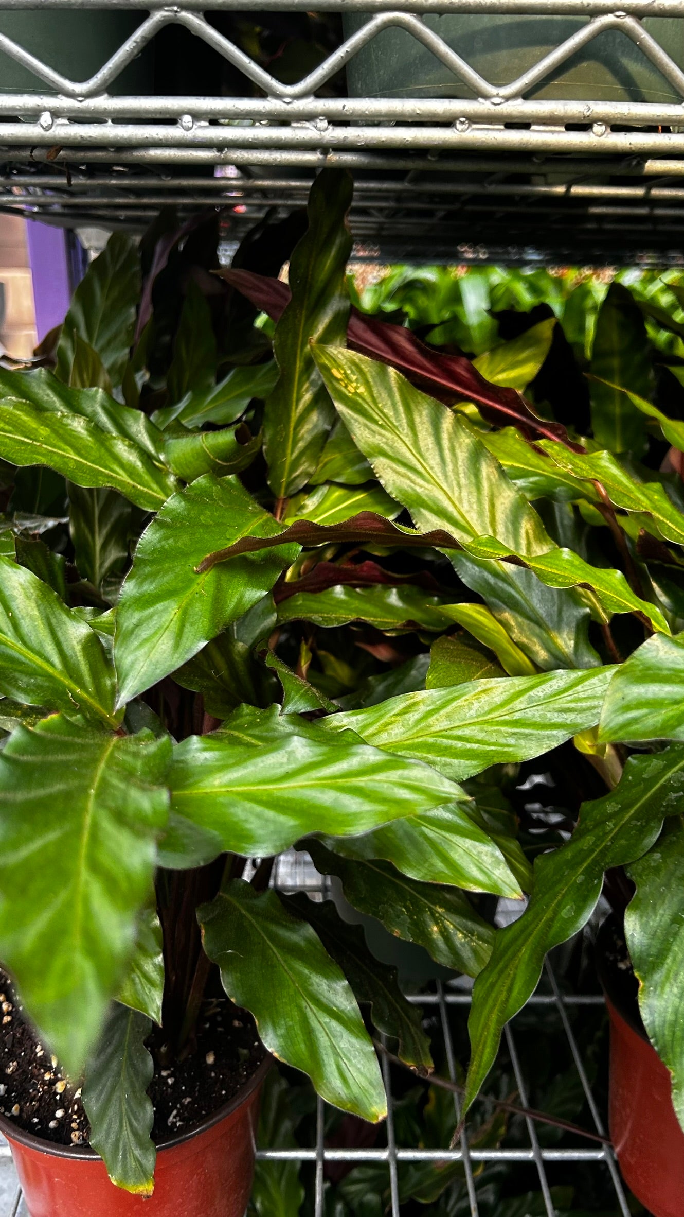 Velvet Prayer Plant Calathea rufibarba- Indoor Houseplant with Velvet Foliage, Easy Care, Pet Safe, Container Friendly, Bright Indirect Light, Moist Soil, High Humidity, Decorative Greenery 6" Pot