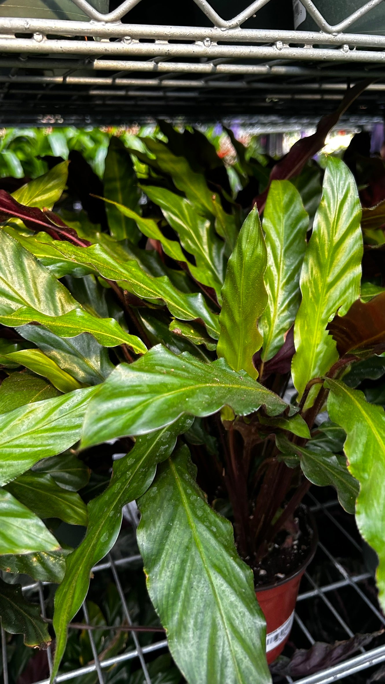 Velvet Prayer Plant Calathea rufibarba- Indoor Houseplant with Velvet Foliage, Easy Care, Pet Safe, Container Friendly, Bright Indirect Light, Moist Soil, High Humidity, Decorative Greenery 6" Pot