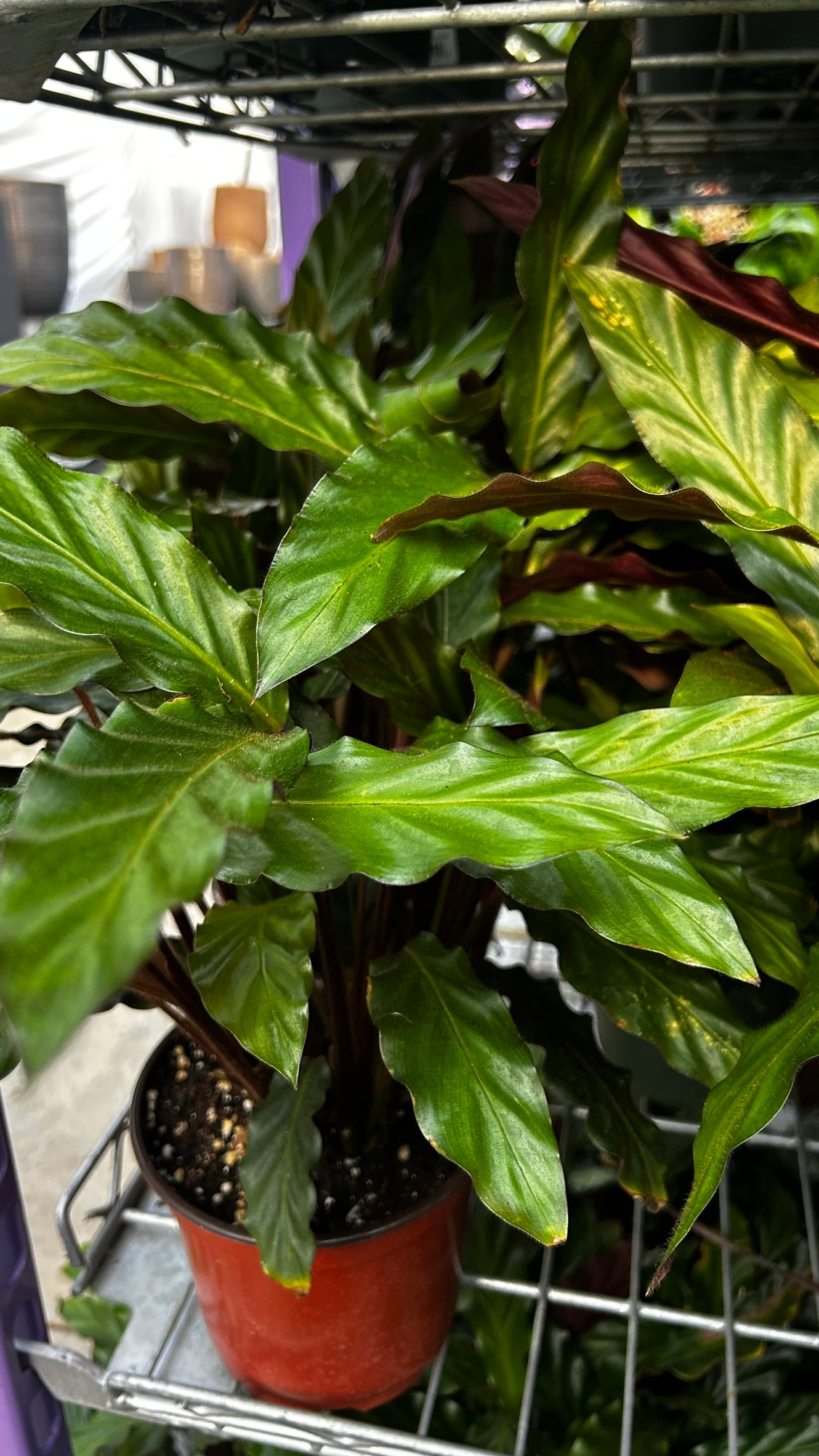 Velvet Prayer Plant Calathea rufibarba- Indoor Houseplant with Velvet Foliage, Easy Care, Pet Safe, Container Friendly, Bright Indirect Light, Moist Soil, High Humidity, Decorative Greenery 6" Pot
