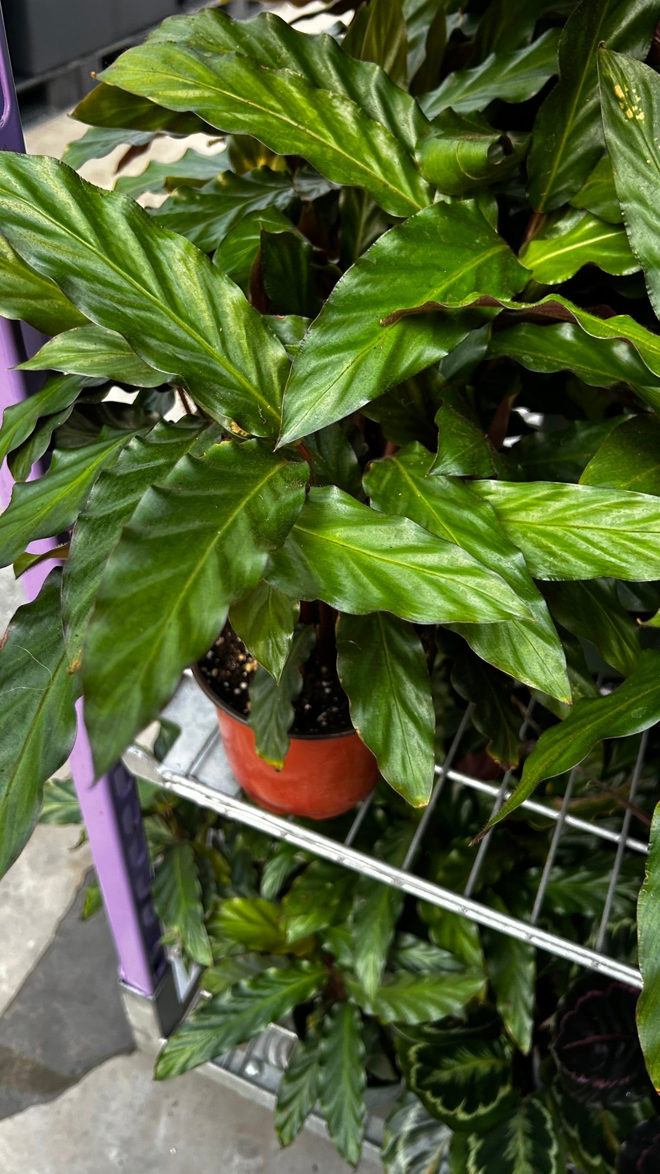 Velvet Prayer Plant Calathea rufibarba- Indoor Houseplant with Velvet Foliage, Easy Care, Pet Safe, Container Friendly, Bright Indirect Light, Moist Soil, High Humidity, Decorative Greenery 6" Pot