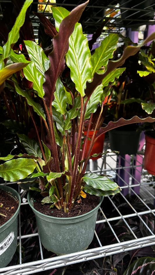 Velvet Prayer Plant–Calathea Rufibarba–Air Purifying Indoor Plant  6" Pot