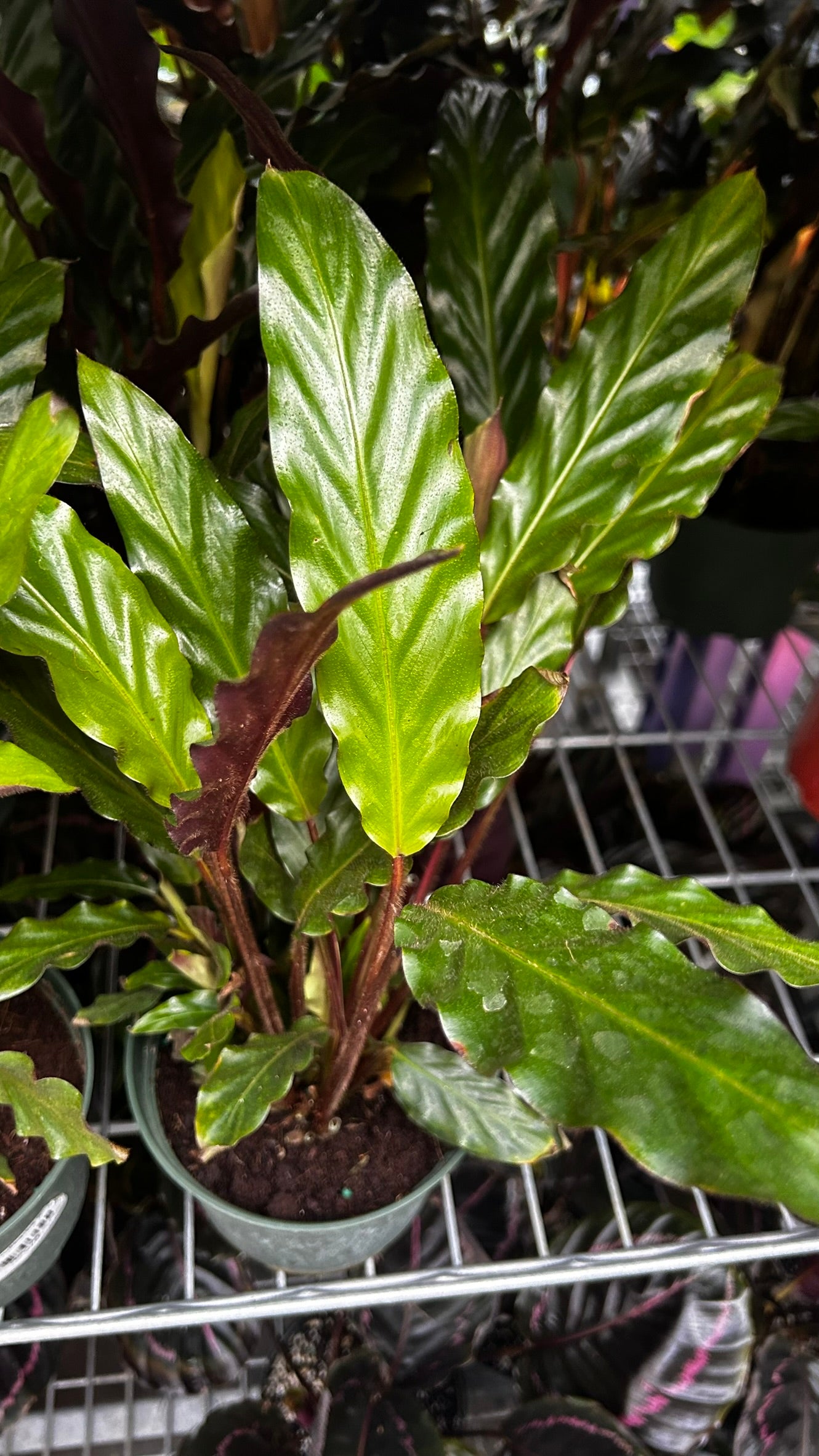 Velvet Prayer Plant Calathea rufibarba- Indoor Houseplant with Velvet Foliage, Easy Care, Pet Safe, Container Friendly, Bright Indirect Light, Moist Soil, High Humidity, Decorative Greenery 6" Pot