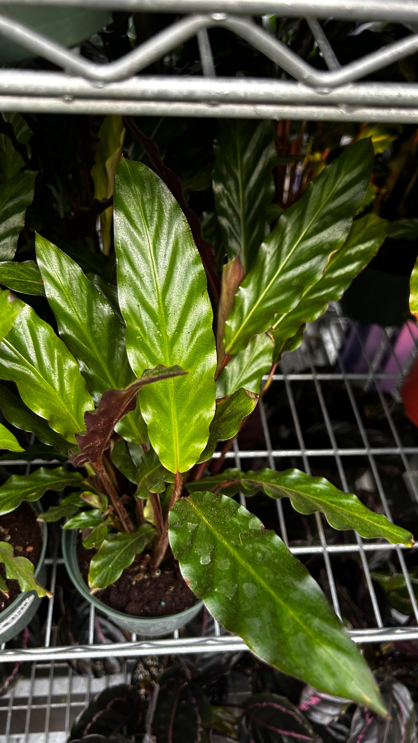 Velvet Prayer Plant Calathea rufibarba- Indoor Houseplant with Velvet Foliage, Easy Care, Pet Safe, Container Friendly, Bright Indirect Light, Moist Soil, High Humidity, Decorative Greenery 6" Pot