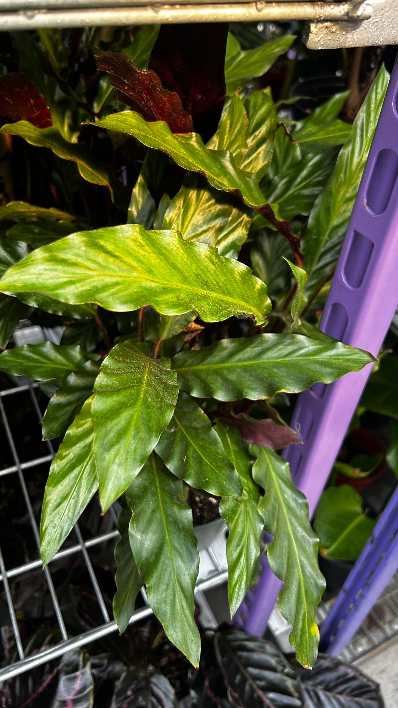 Velvet Prayer Plant Calathea rufibarba- Indoor Houseplant with Velvet Foliage, Easy Care, Pet Safe, Container Friendly, Bright Indirect Light, Moist Soil, High Humidity, Decorative Greenery 6" Pot