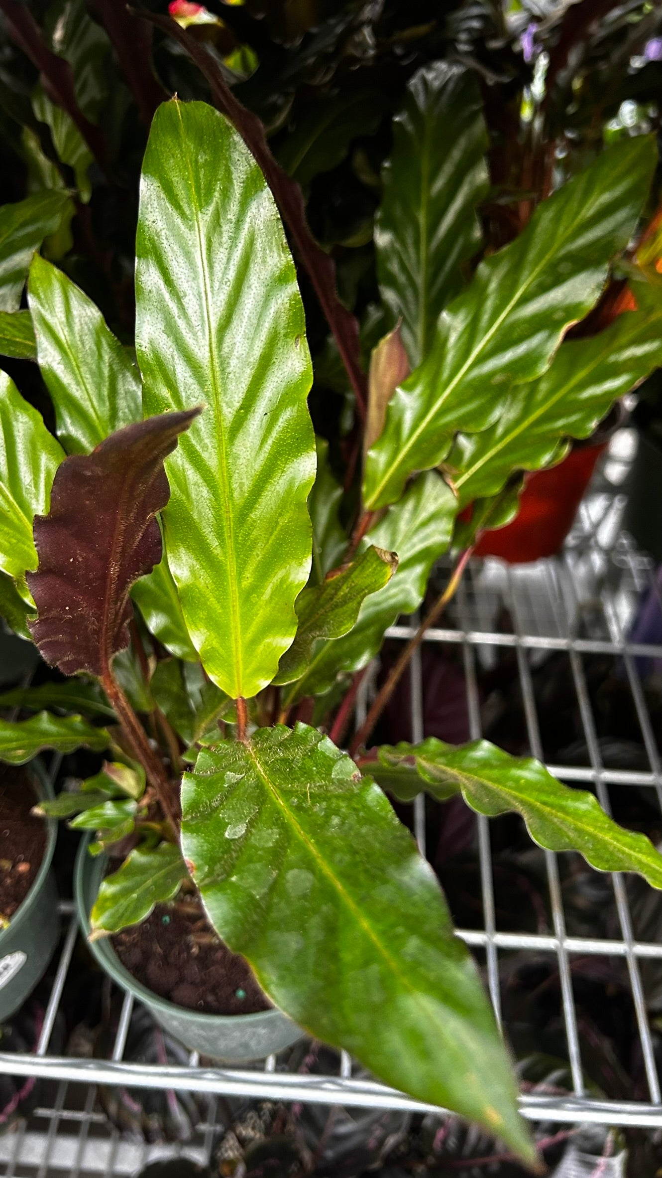 Velvet Prayer Plant Calathea rufibarba- Indoor Houseplant with Velvet Foliage, Easy Care, Pet Safe, Container Friendly, Bright Indirect Light, Moist Soil, High Humidity, Decorative Greenery 6" Pot
