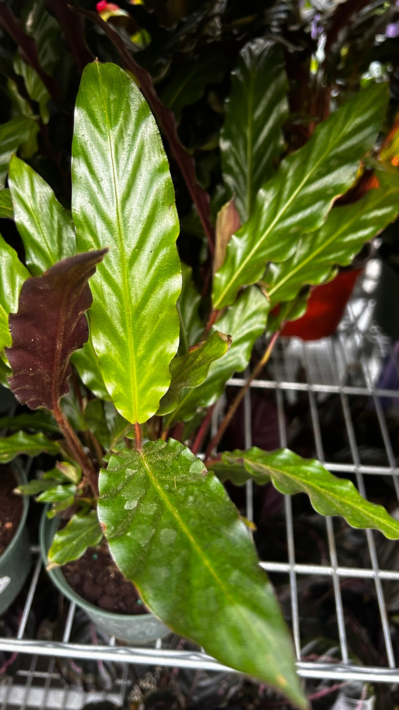 Velvet Prayer Plant Calathea rufibarba- Indoor Houseplant with Velvet Foliage, Easy Care, Pet Safe, Container Friendly, Bright Indirect Light, Moist Soil, High Humidity, Decorative Greenery 6" Pot