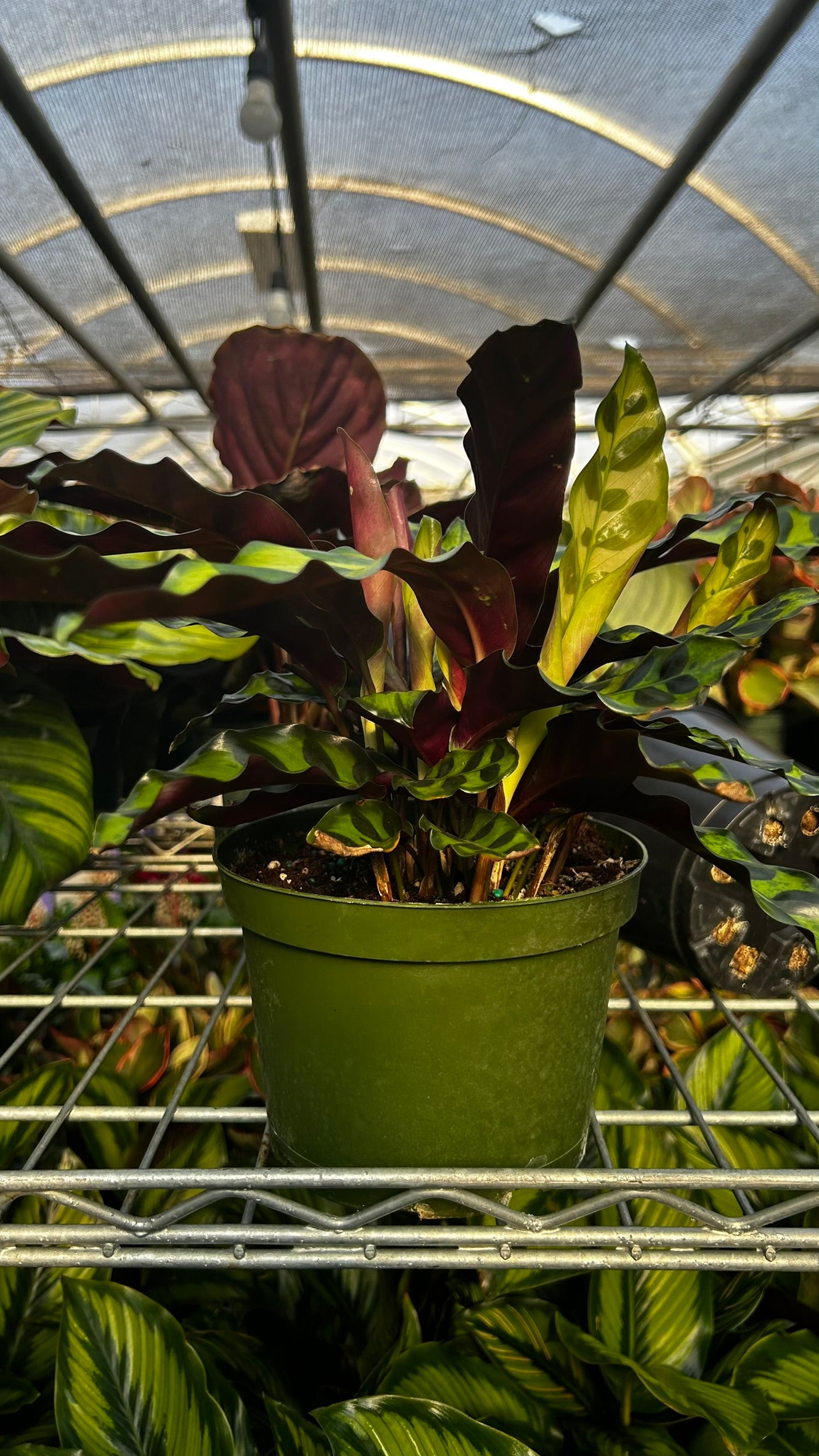RedCrocus Rattlesnake Prayer Plant Calathea lancifolia, Indoor Foliage Plant for Shaded Areas, Pet-Toxic, Lush Greenery, Easy Care Decor 6" Pot