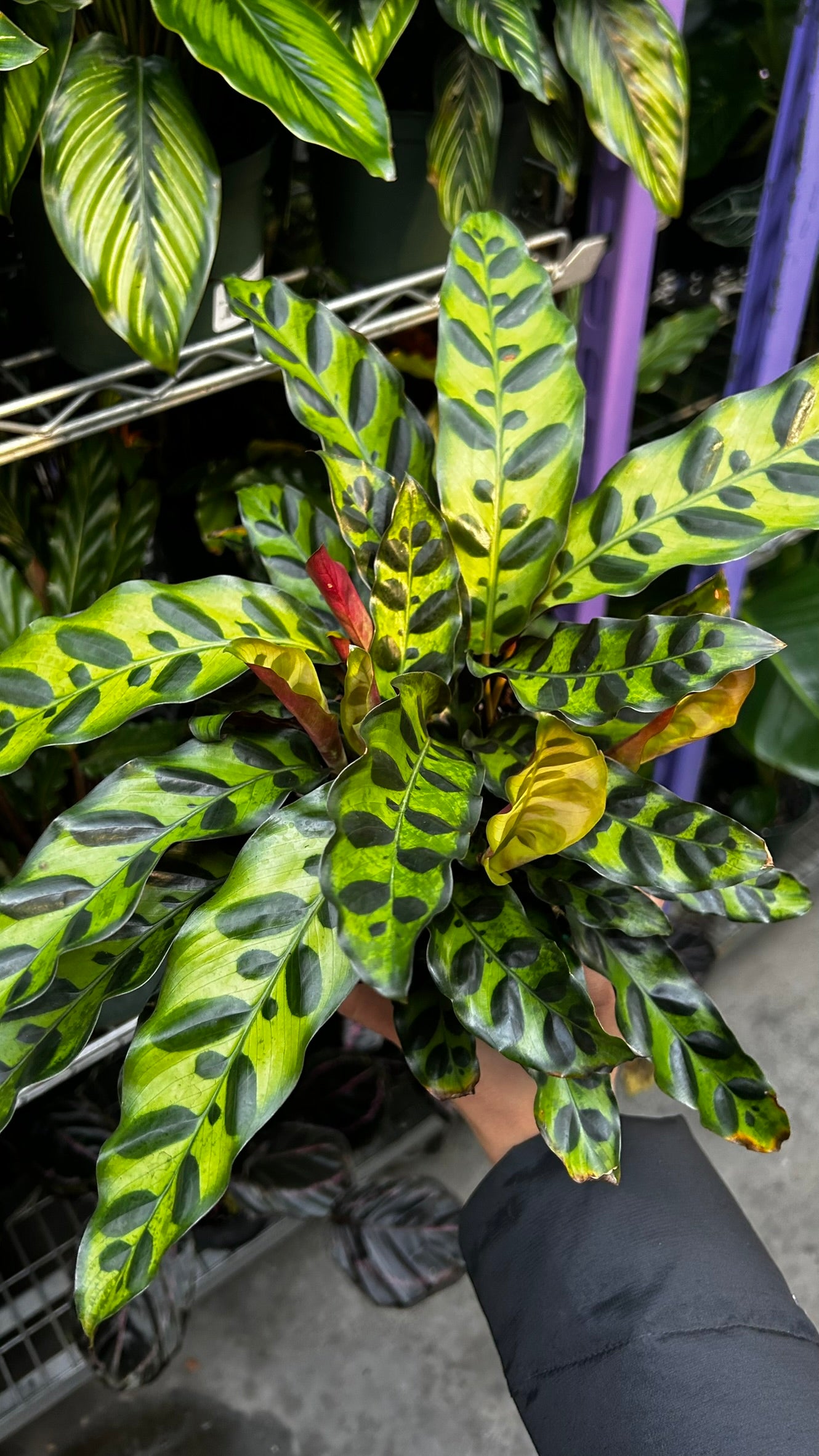 RedCrocus Rattlesnake Prayer Plant Calathea lancifolia, Indoor Foliage Plant for Shaded Areas, Pet-Toxic, Lush Greenery, Easy Care Decor 6" Pot
