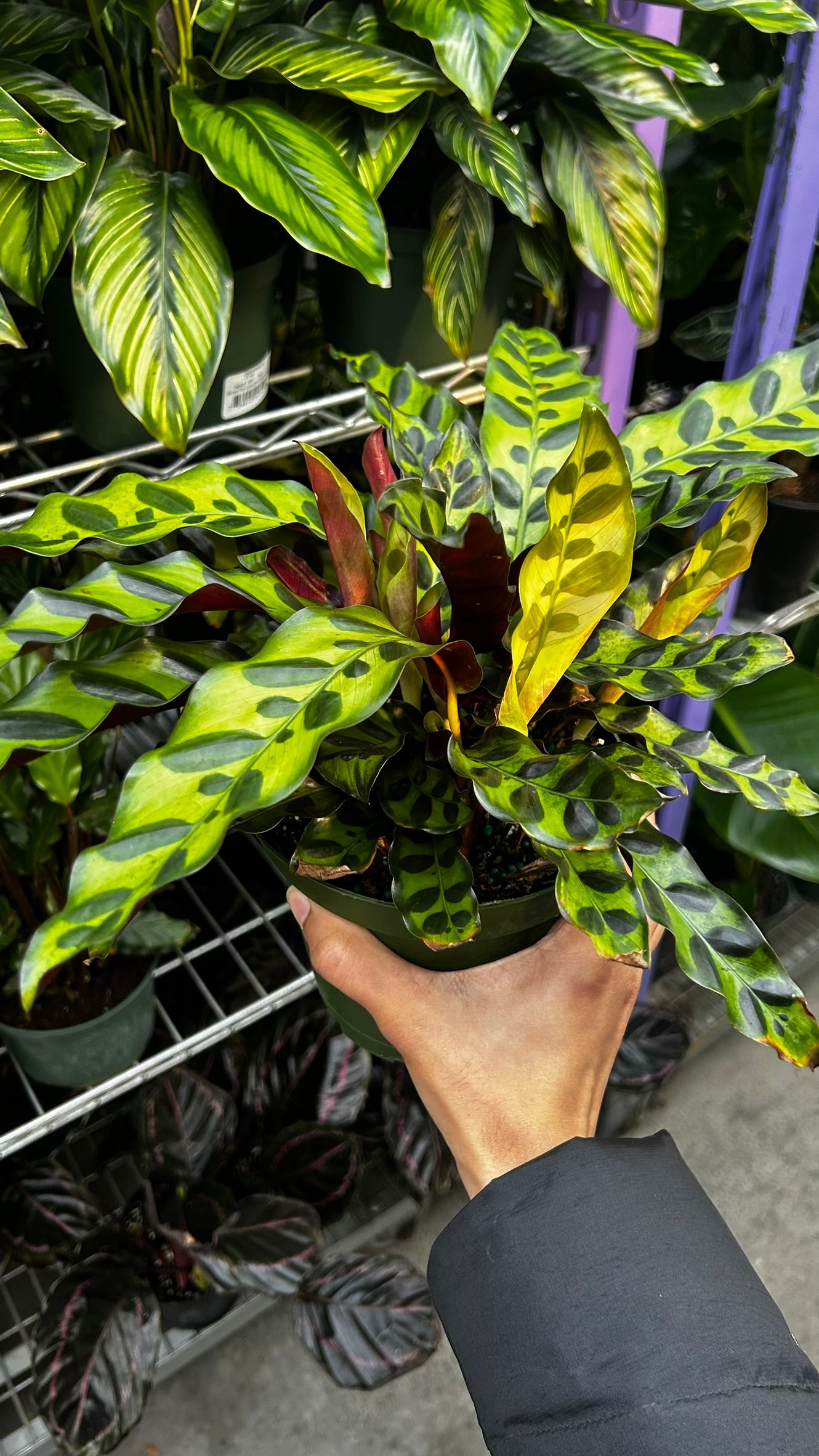 RedCrocus Rattlesnake Prayer Plant Calathea lancifolia, Indoor Foliage Plant for Shaded Areas, Pet-Toxic, Lush Greenery, Easy Care Decor 6" Pot