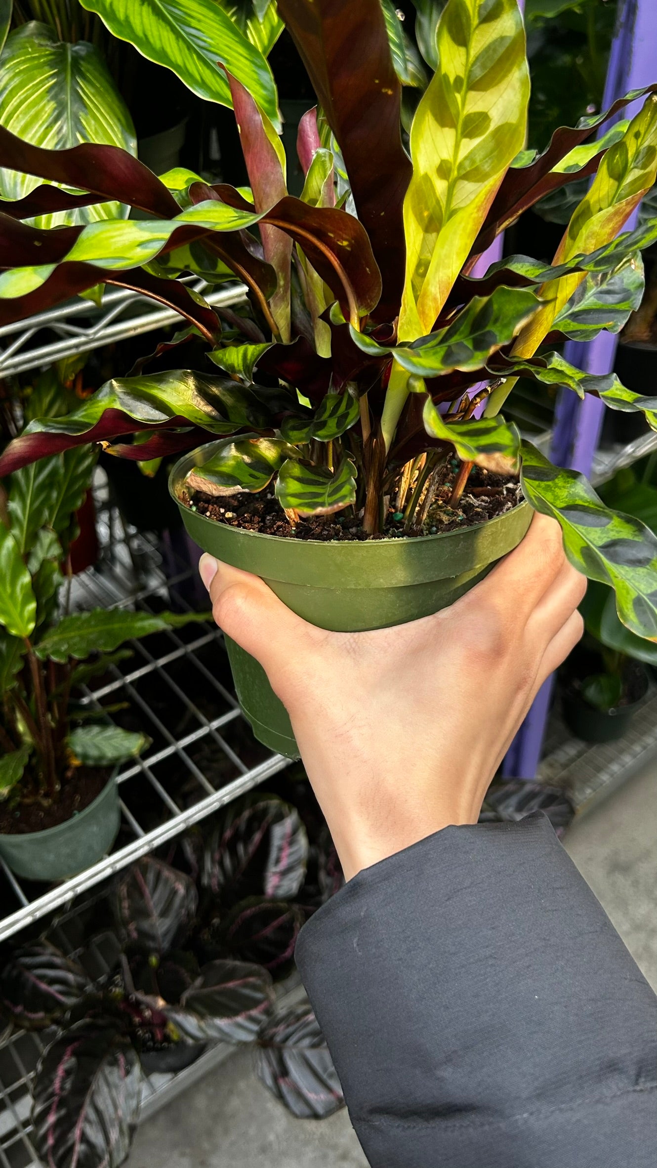 RedCrocus Rattlesnake Prayer Plant Calathea lancifolia, Indoor Foliage Plant for Shaded Areas, Pet-Toxic, Lush Greenery, Easy Care Decor 6" Pot