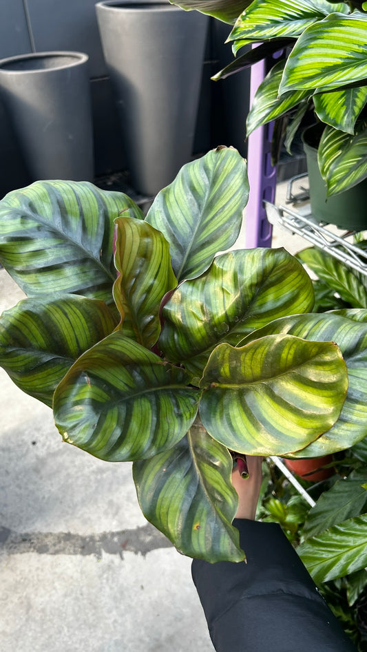 Calathea fasciata–Striped Olive Green Leaves–Indoor Friendly  6" Pot